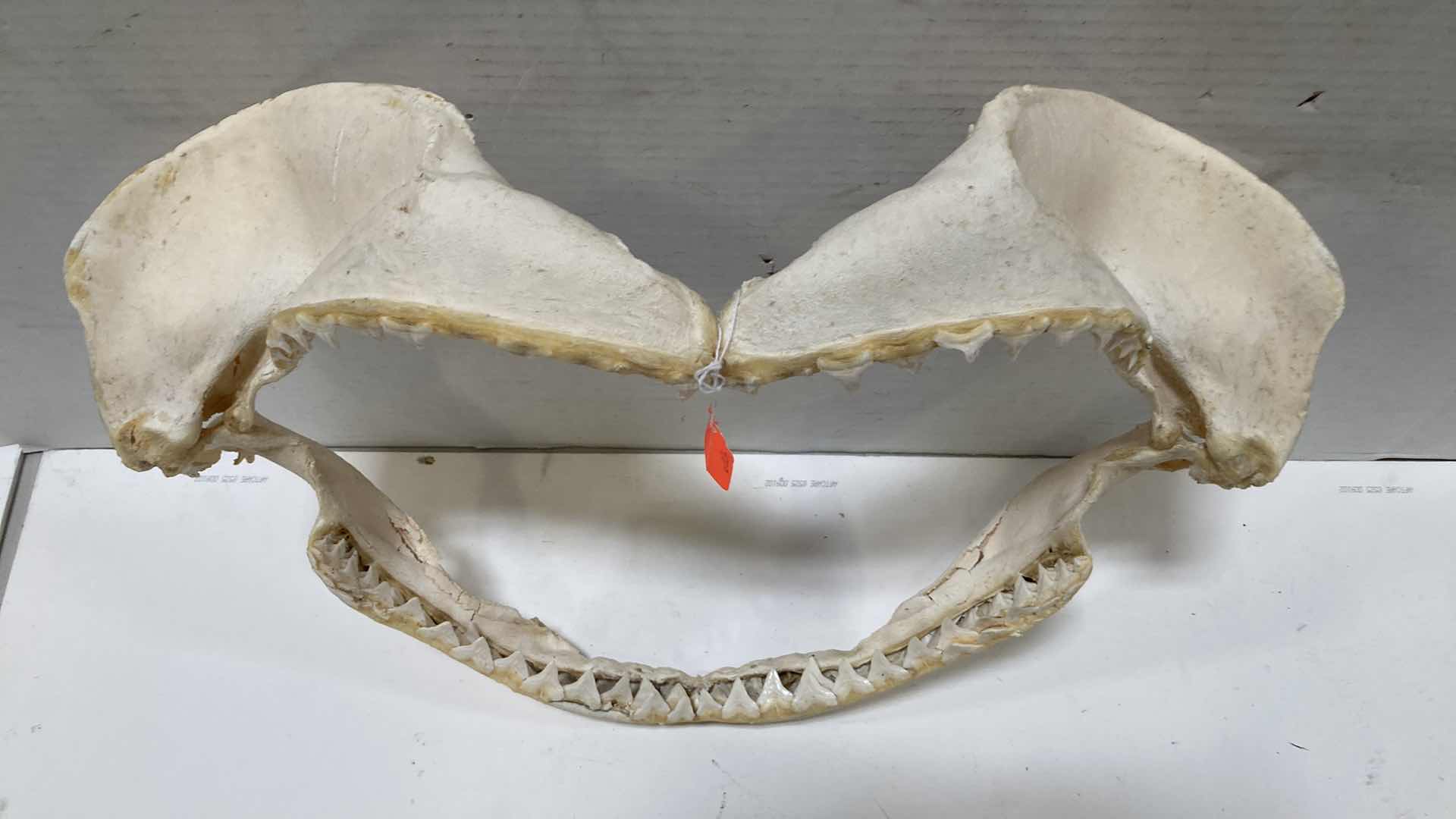 Photo 1 of BULL SHARK JAWS 22” X 7” H 17”