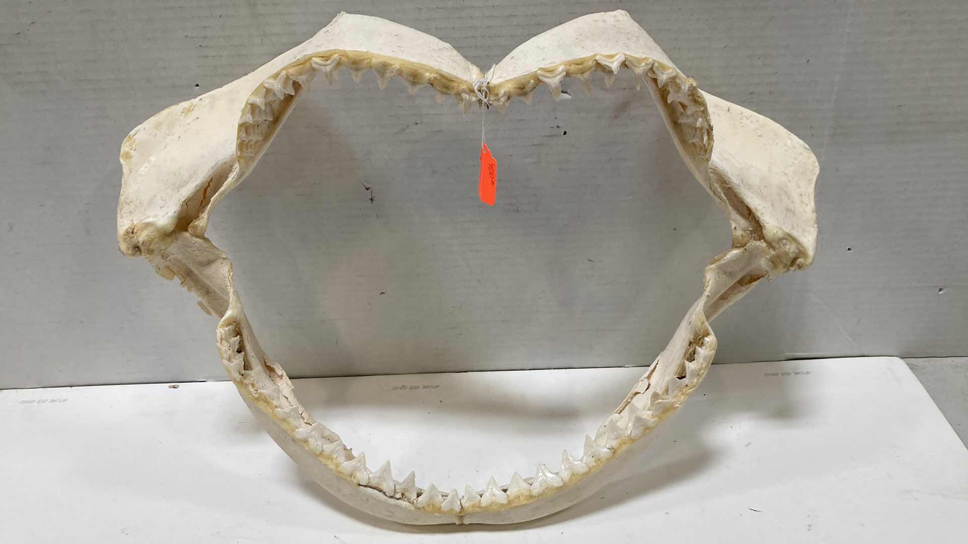 Photo 1 of BULL SHARK JAWS 22” X 7” H 17”