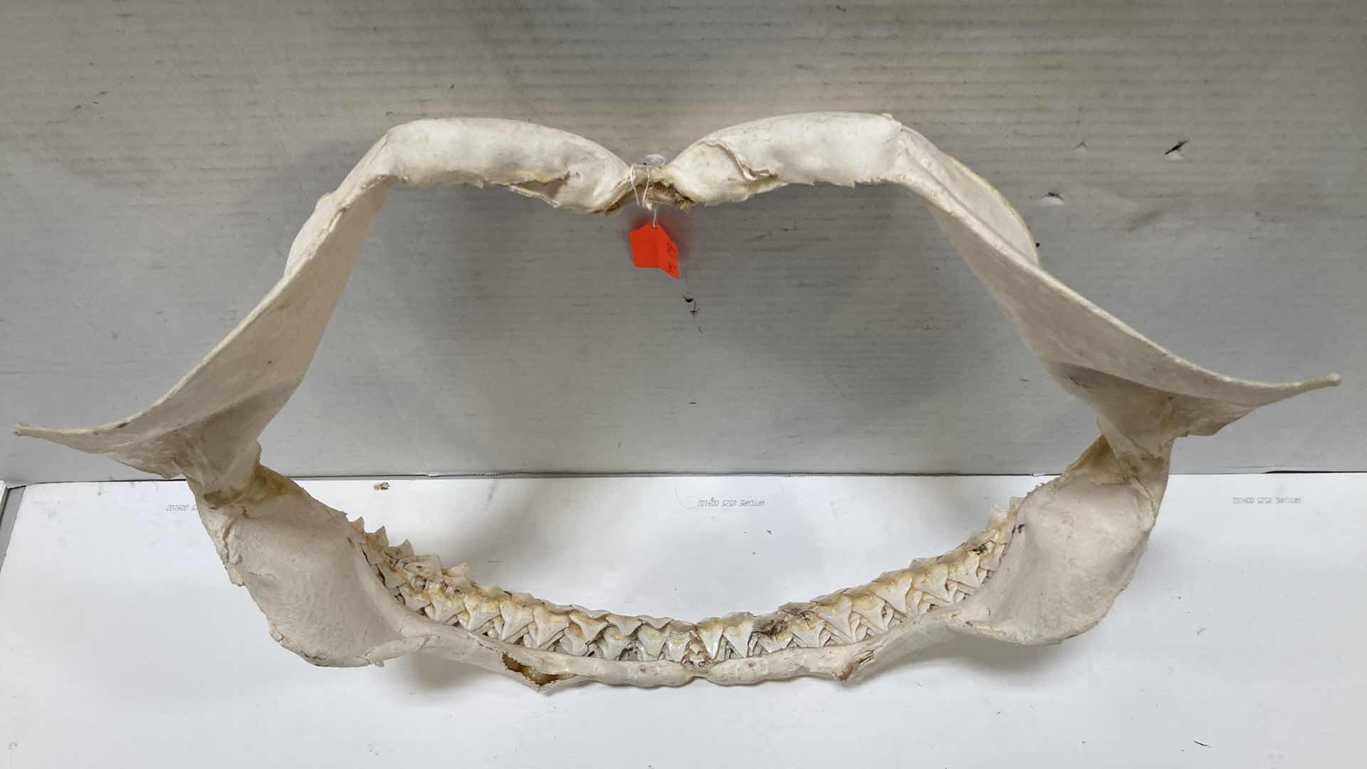 Photo 1 of BULL SHARK JAWS 22” X 7” H 17”