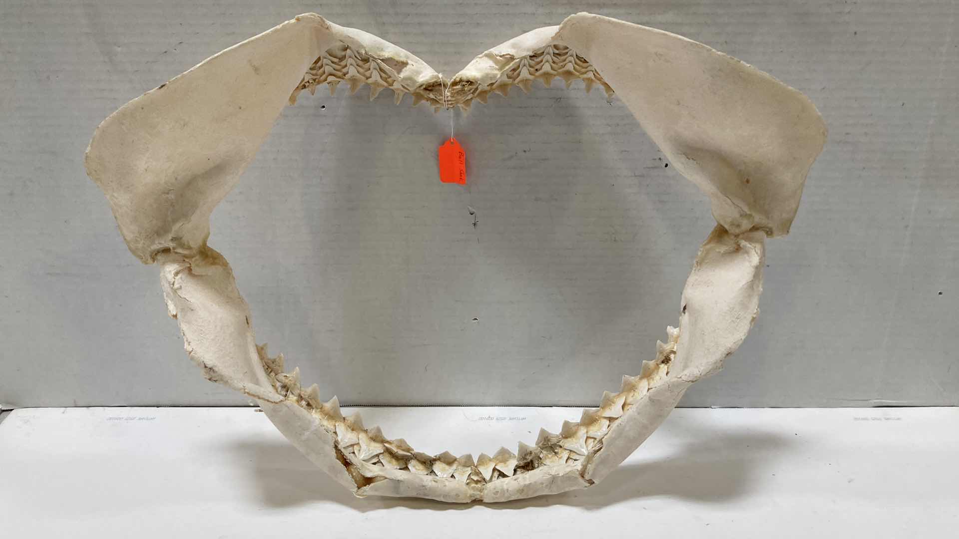 Photo 1 of BULL SHARK JAWS 22” X 7” H 17”