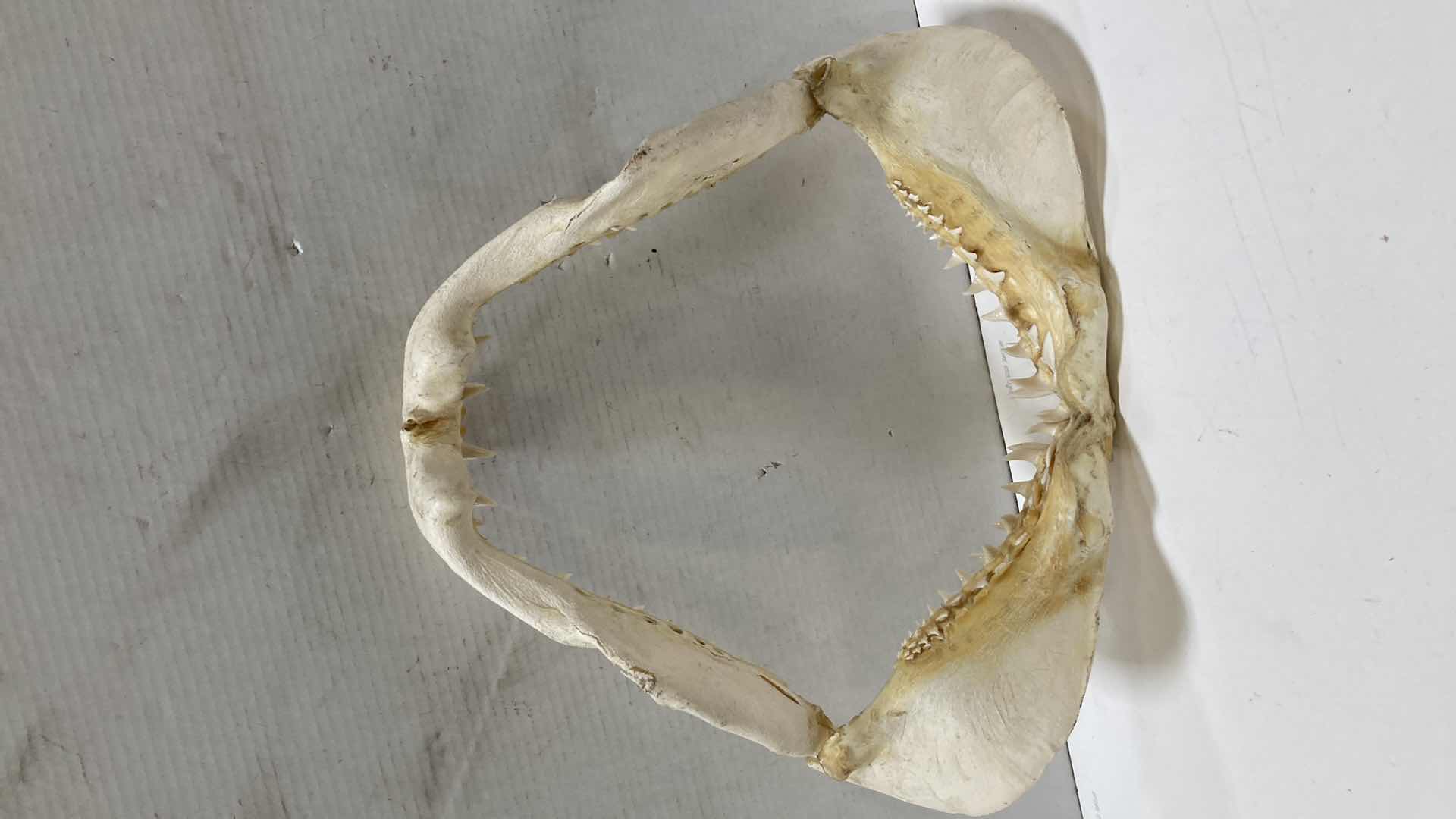 Photo 1 of MAKO SHARK JAWS 22” X 6” H 20”