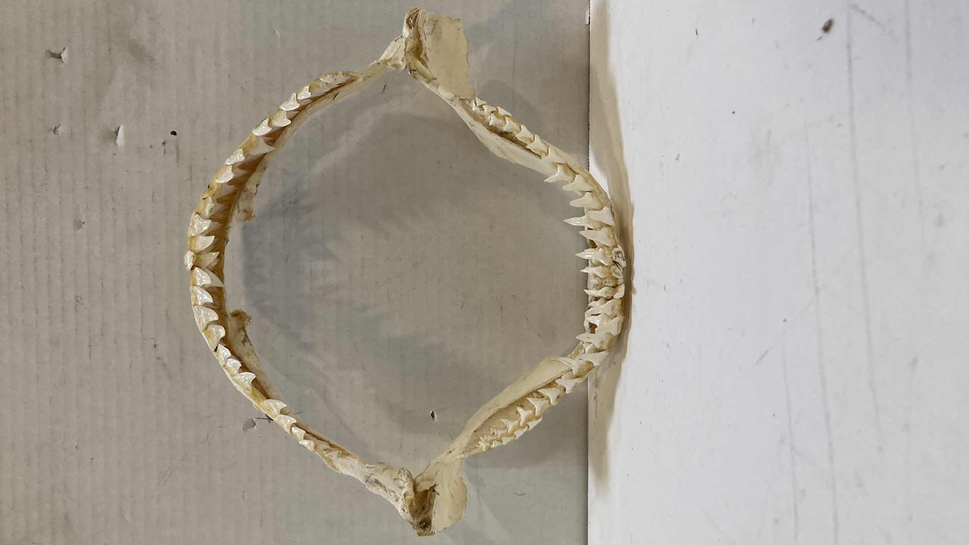 Photo 1 of BULL SHARK JAWS 12” X 4”H 10”