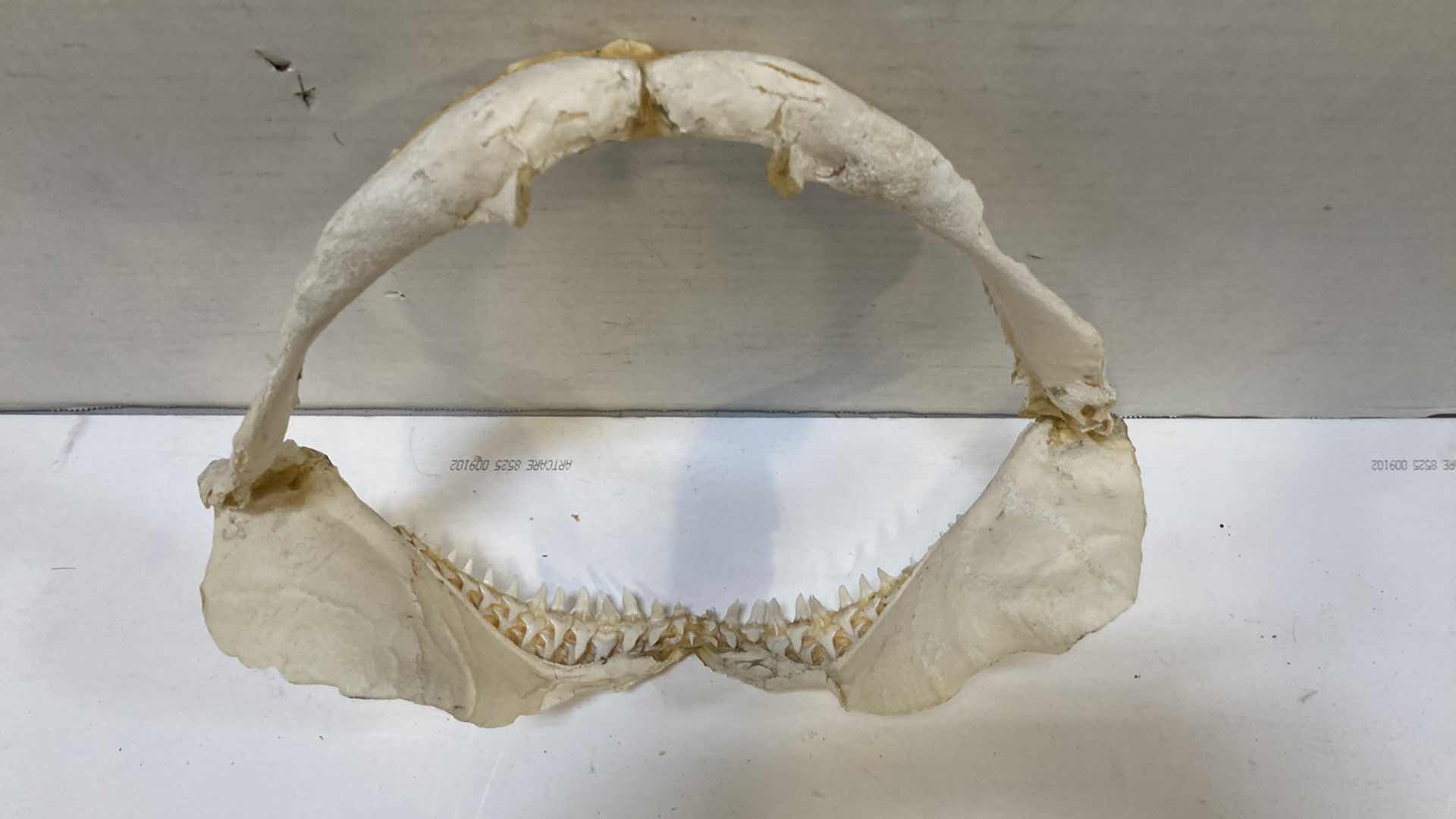 Photo 1 of BULL SHARK JAWS 12” X 4”H 10”