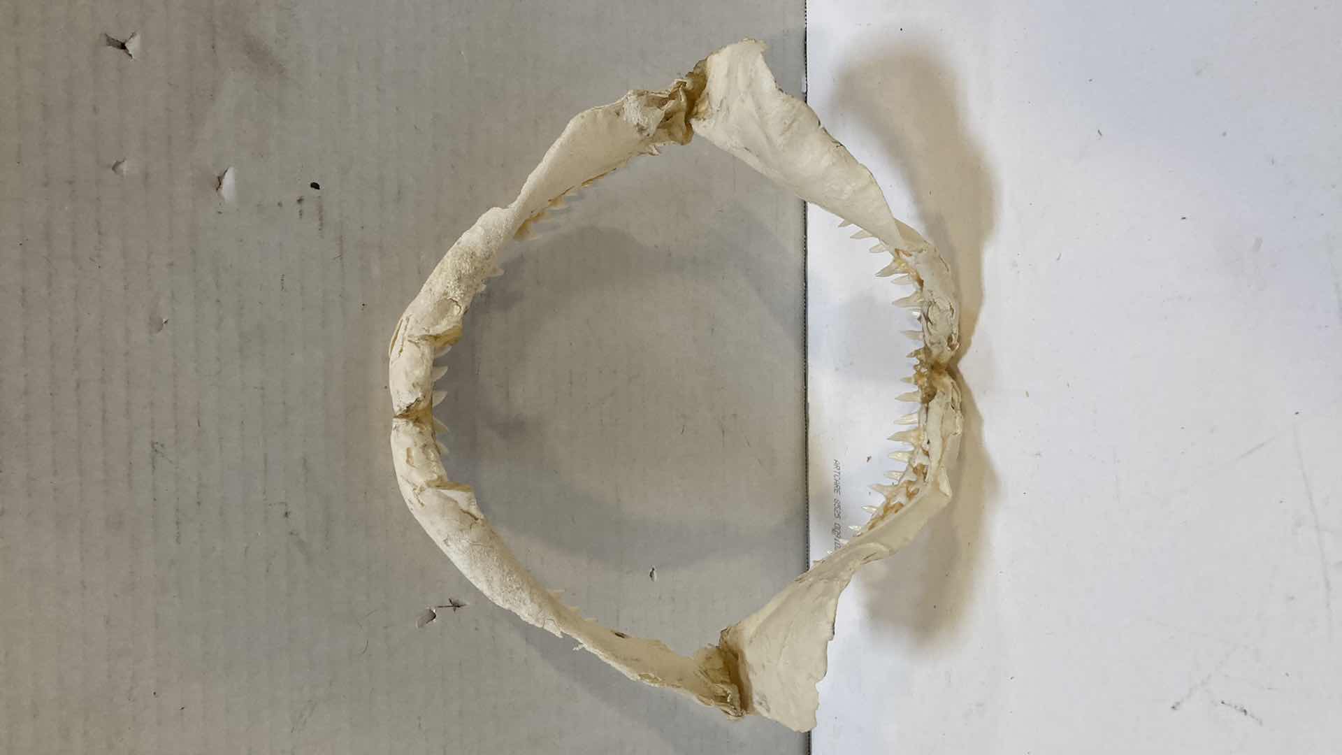 Photo 1 of BULL SHARK JAWS 12” X 4”H 10”