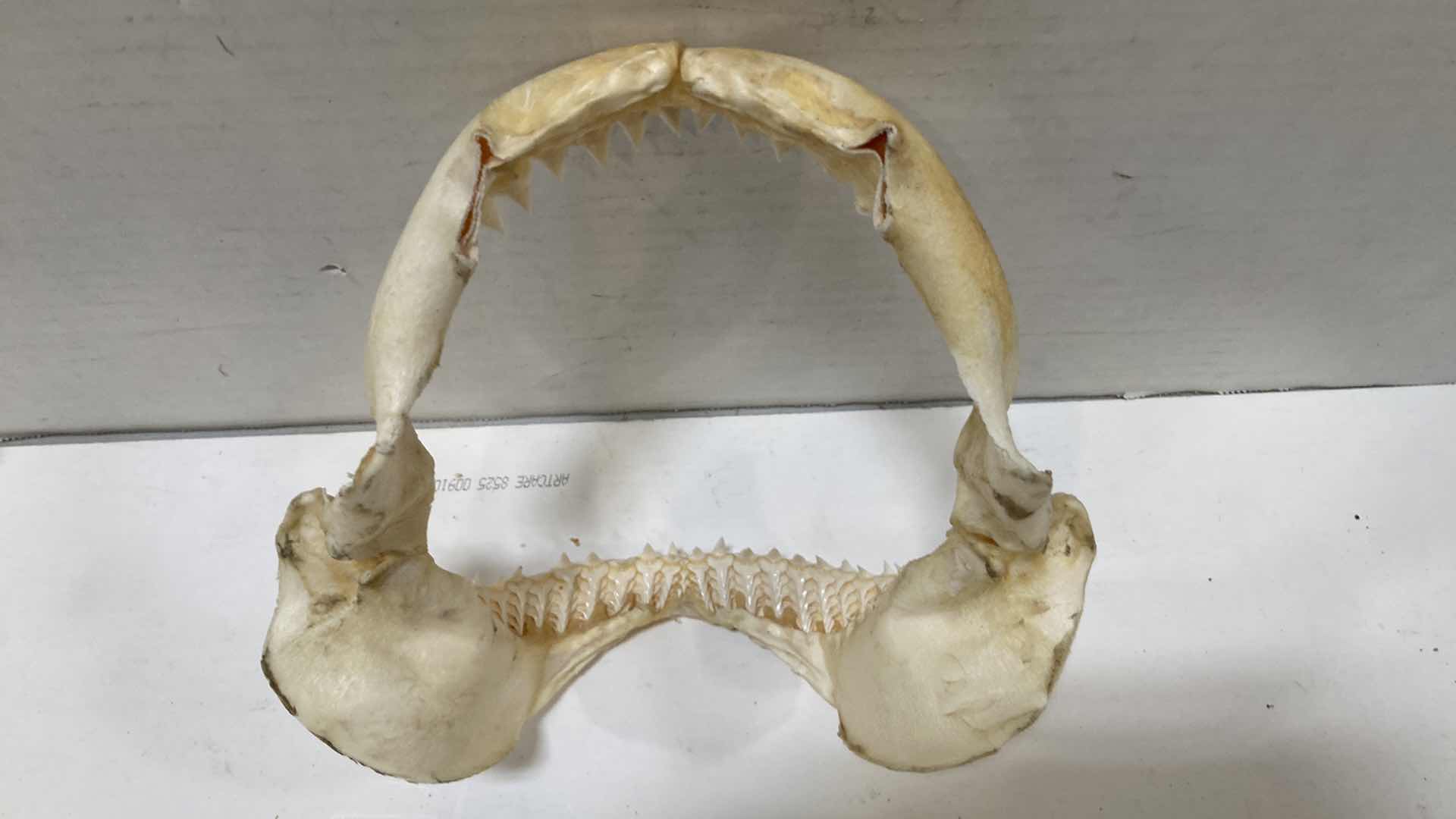 Photo 1 of BULL SHARK JAWS 8” X 4” H 9”