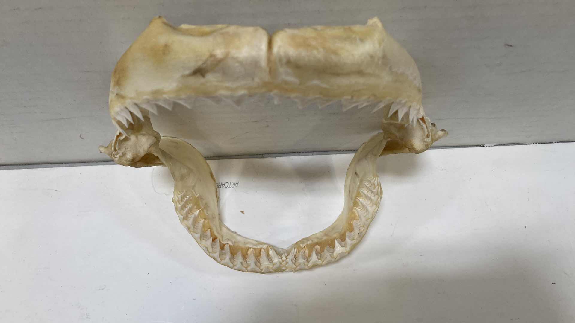 Photo 1 of BULL SHARK JAWS 8” X 4” H 9”