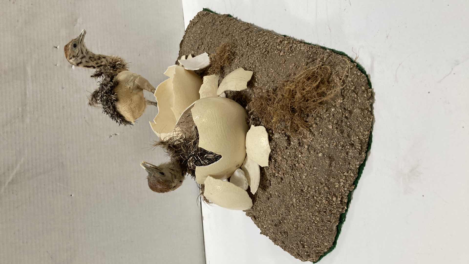 Photo 1 of PHEASANT CHICKS HATCHING SCENE 24” X 12” H 13”