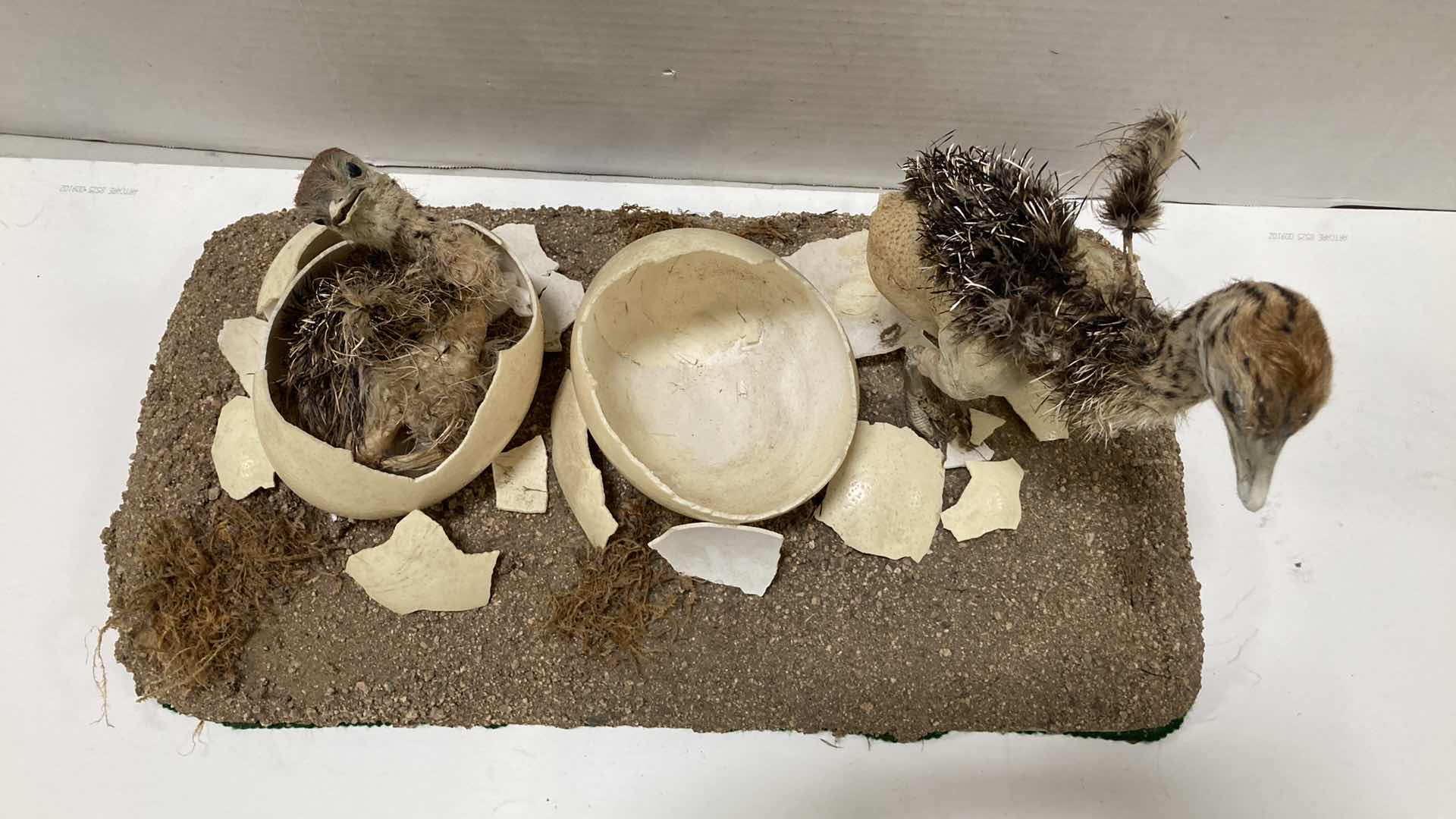 Photo 1 of PHEASANT CHICKS HATCHING SCENE 24” X 12” H 13”