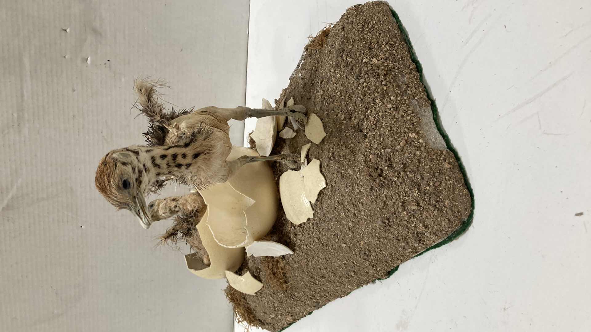 Photo 1 of PHEASANT CHICKS HATCHING SCENE 24” X 12” H 13”