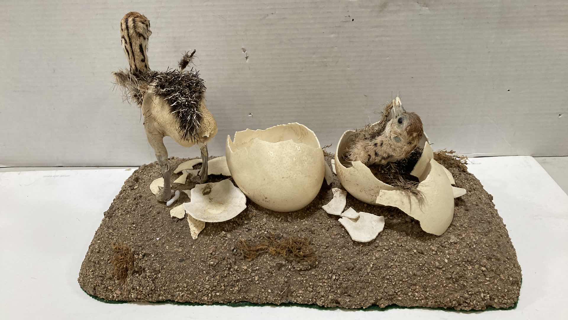 Photo 1 of PHEASANT CHICKS HATCHING SCENE 24” X 12” H 13”