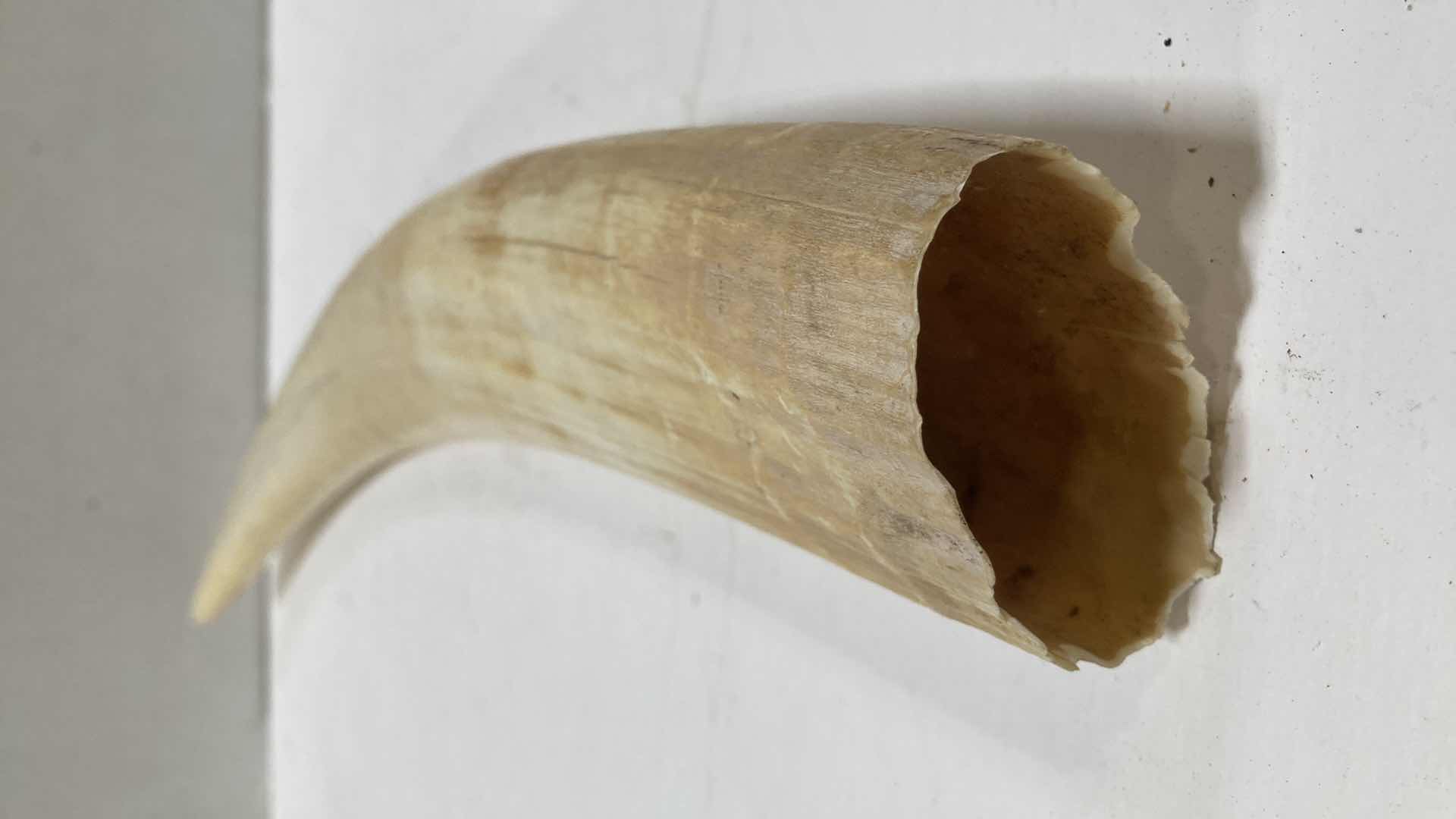 Photo 1 of ELEPHANT TUSK H 28”