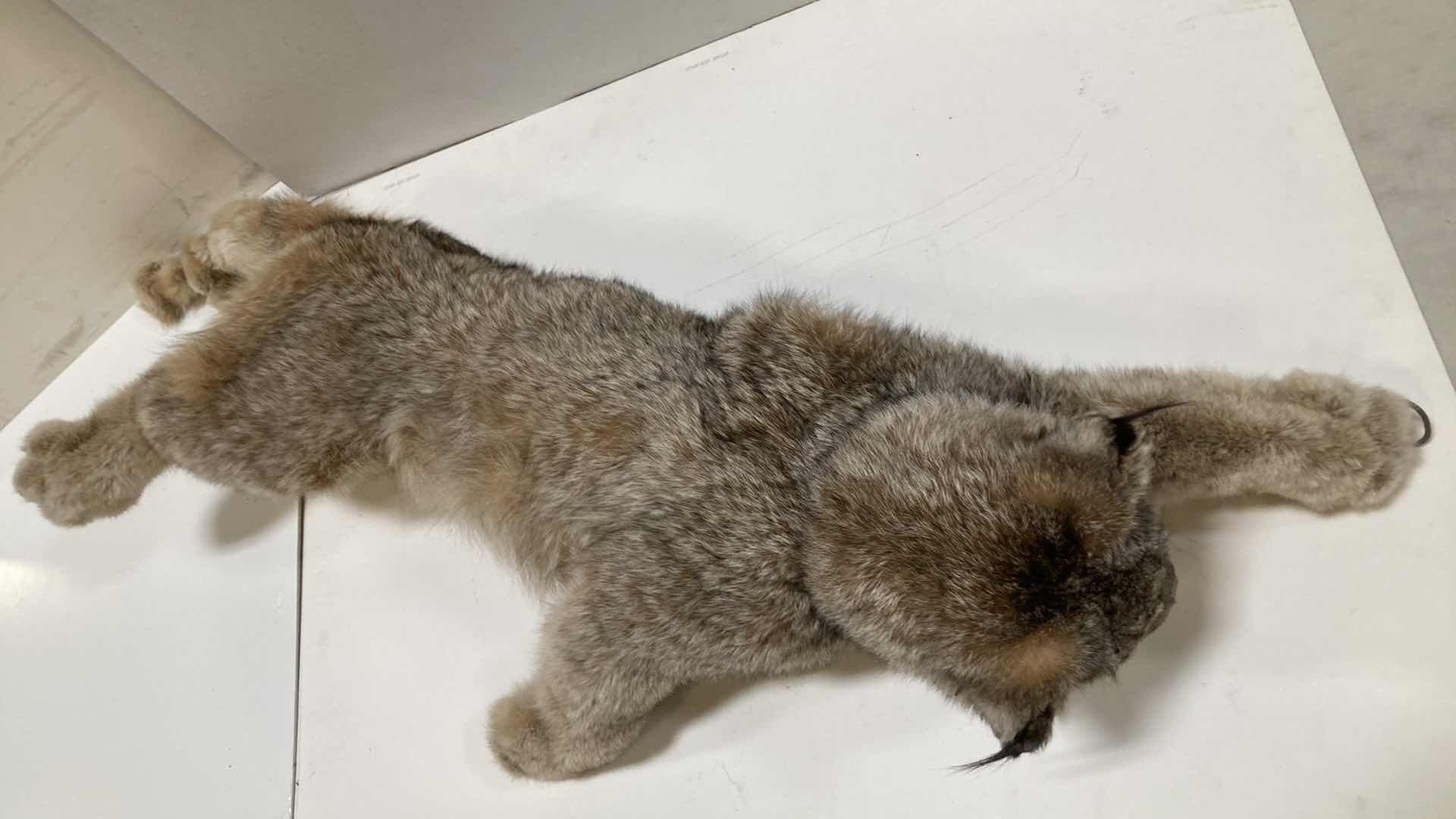 Photo 1 of LYNX FULL BODY 17” X 17” H 11”