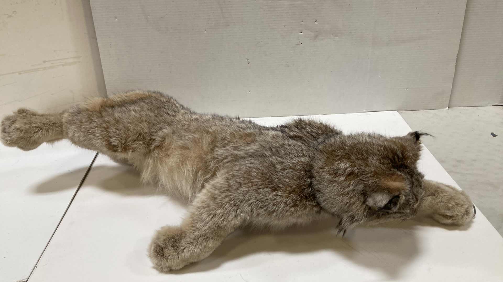 Photo 1 of LYNX FULL BODY 17” X 17” H 11”