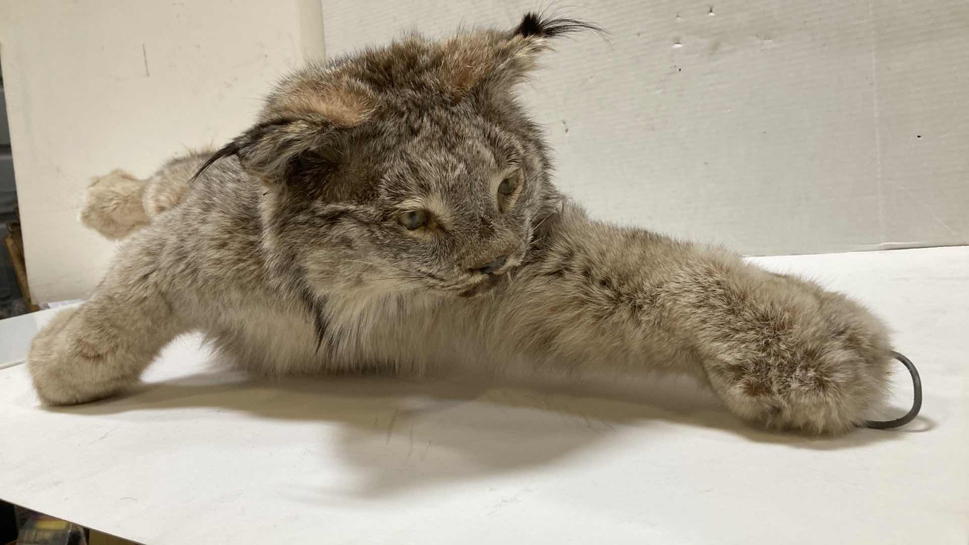 Photo 1 of LYNX FULL BODY 17” X 17” H 11”