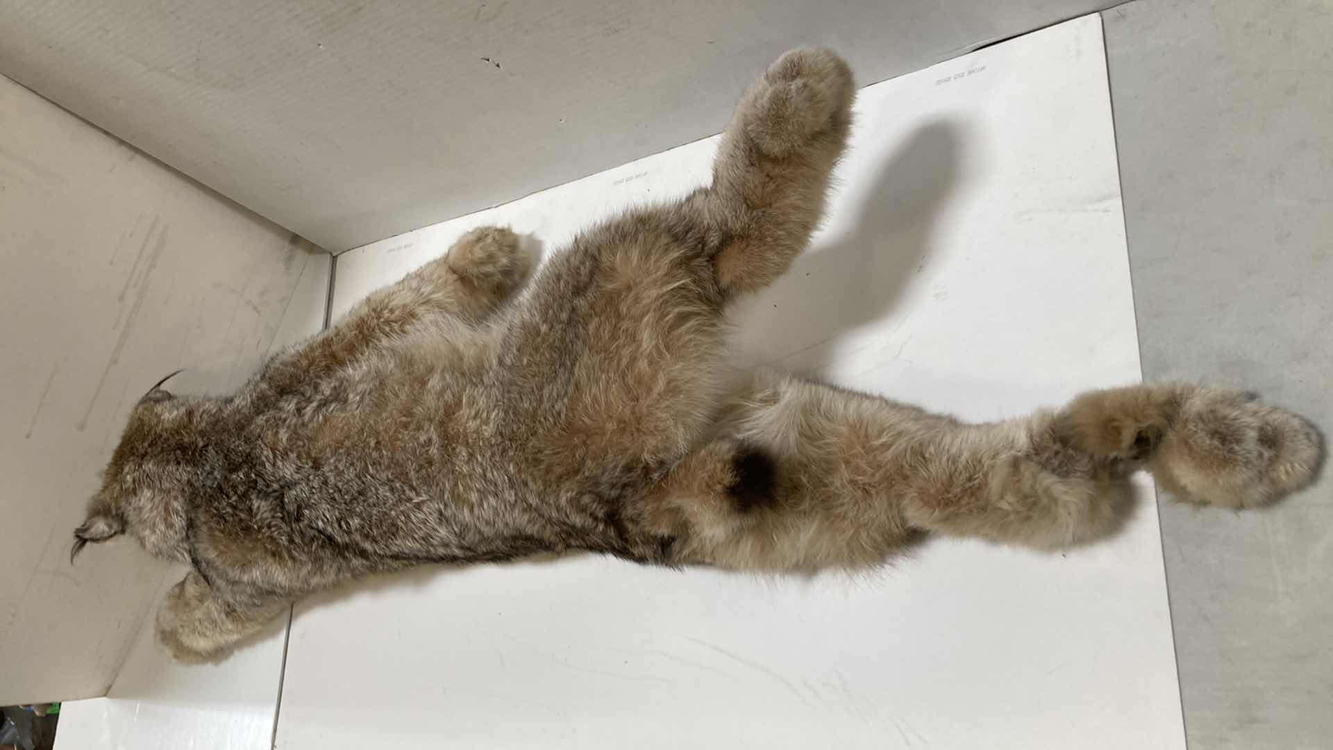 Photo 1 of LYNX FULL BODY 17” X 17” H 11”