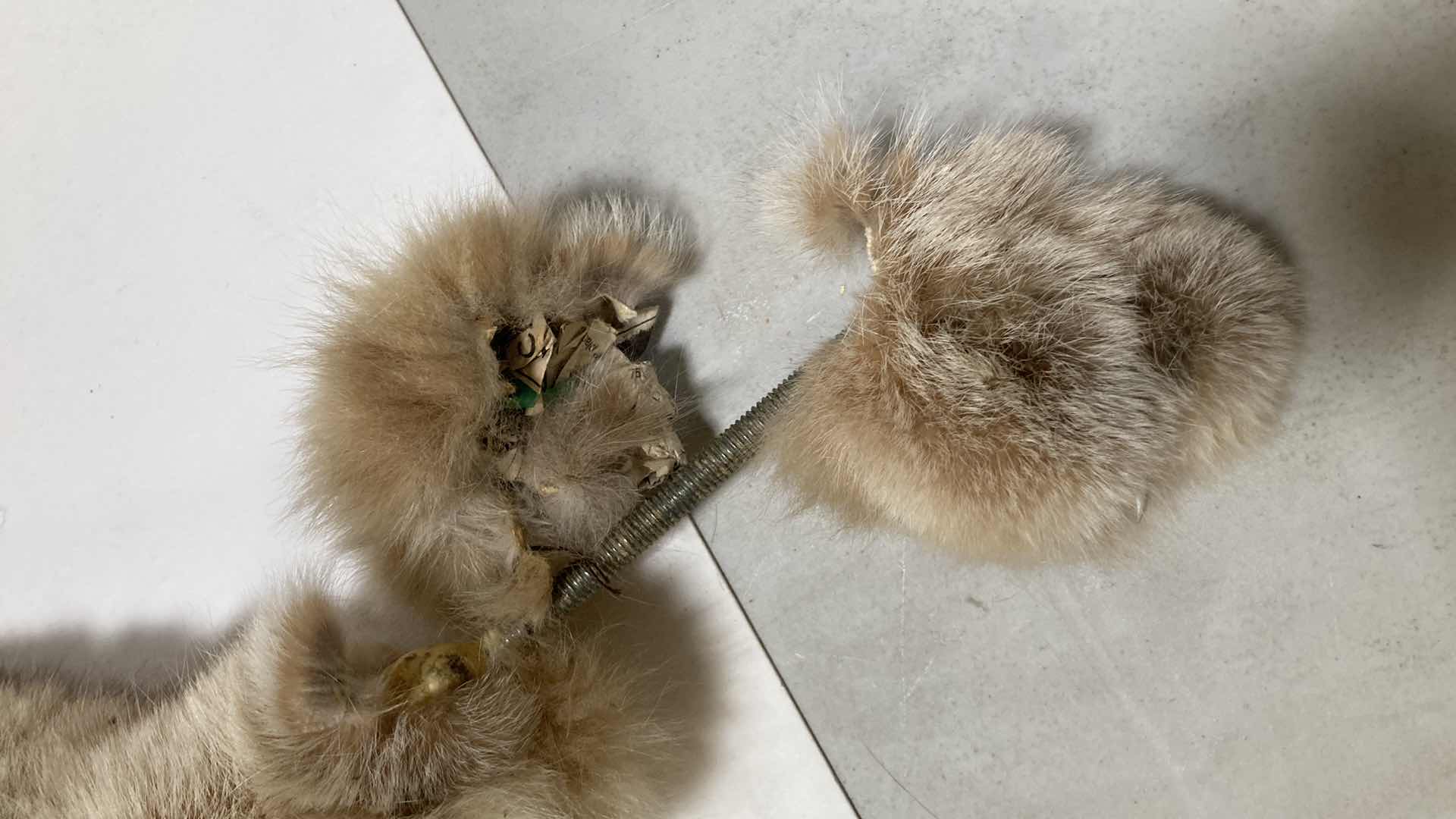 Photo 1 of LYNX FULL BODY 17” X 17” H 11”