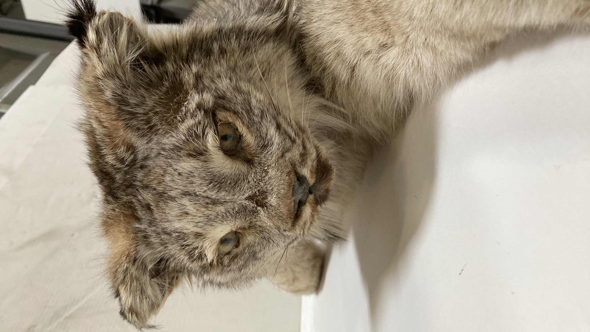 Photo 1 of LYNX FULL BODY 17” X 17” H 11”