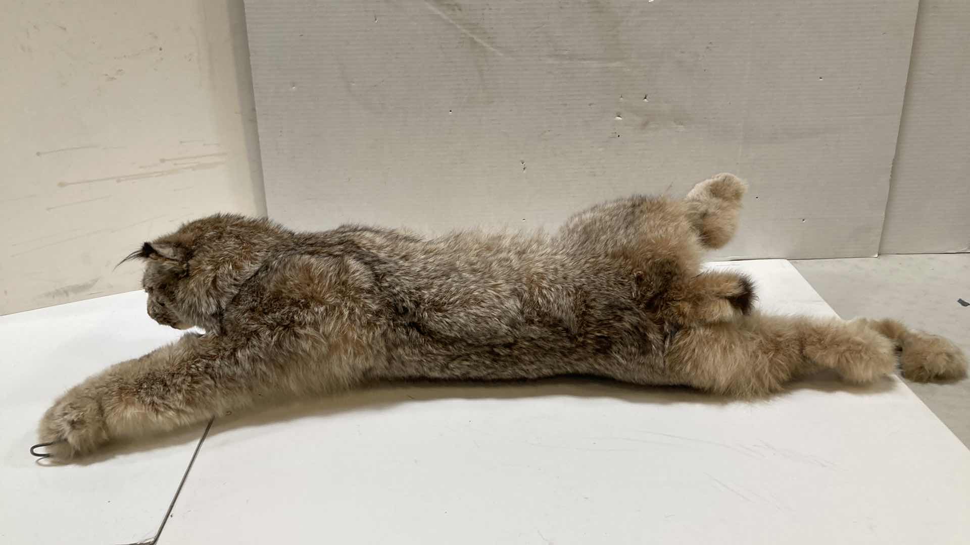 Photo 1 of LYNX FULL BODY 17” X 17” H 11”