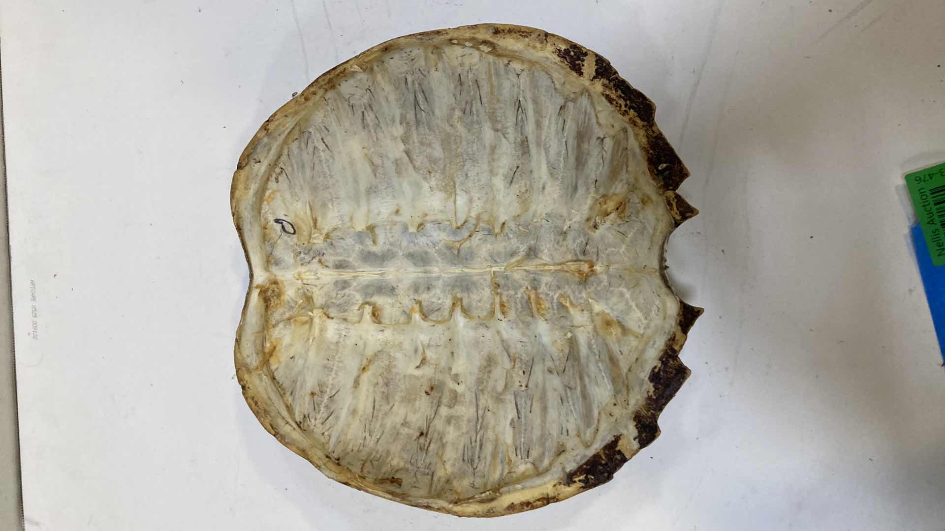 Photo 1 of ASIAN LEAF TURTLE SHELL 11” X 12” H 3”