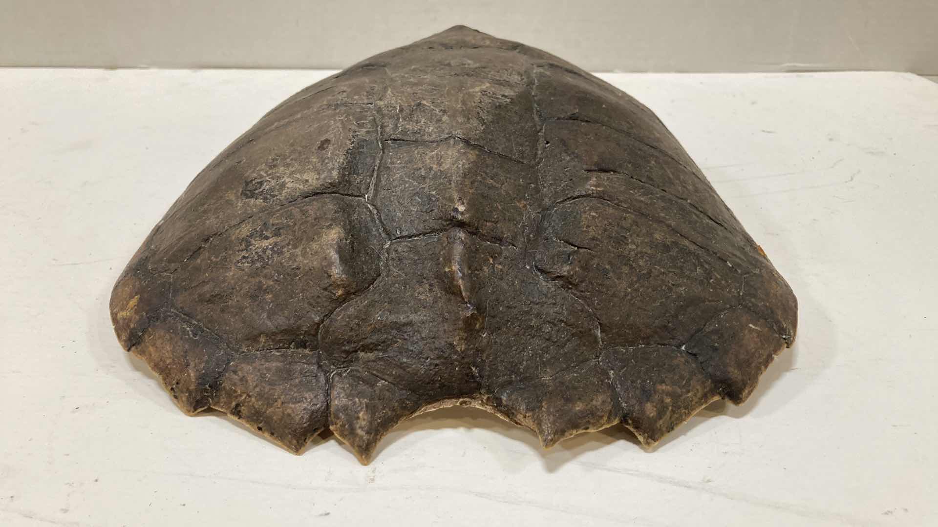 Photo 1 of ASIAN LEAF TURTLE SHELL 11” X 12” H 3”