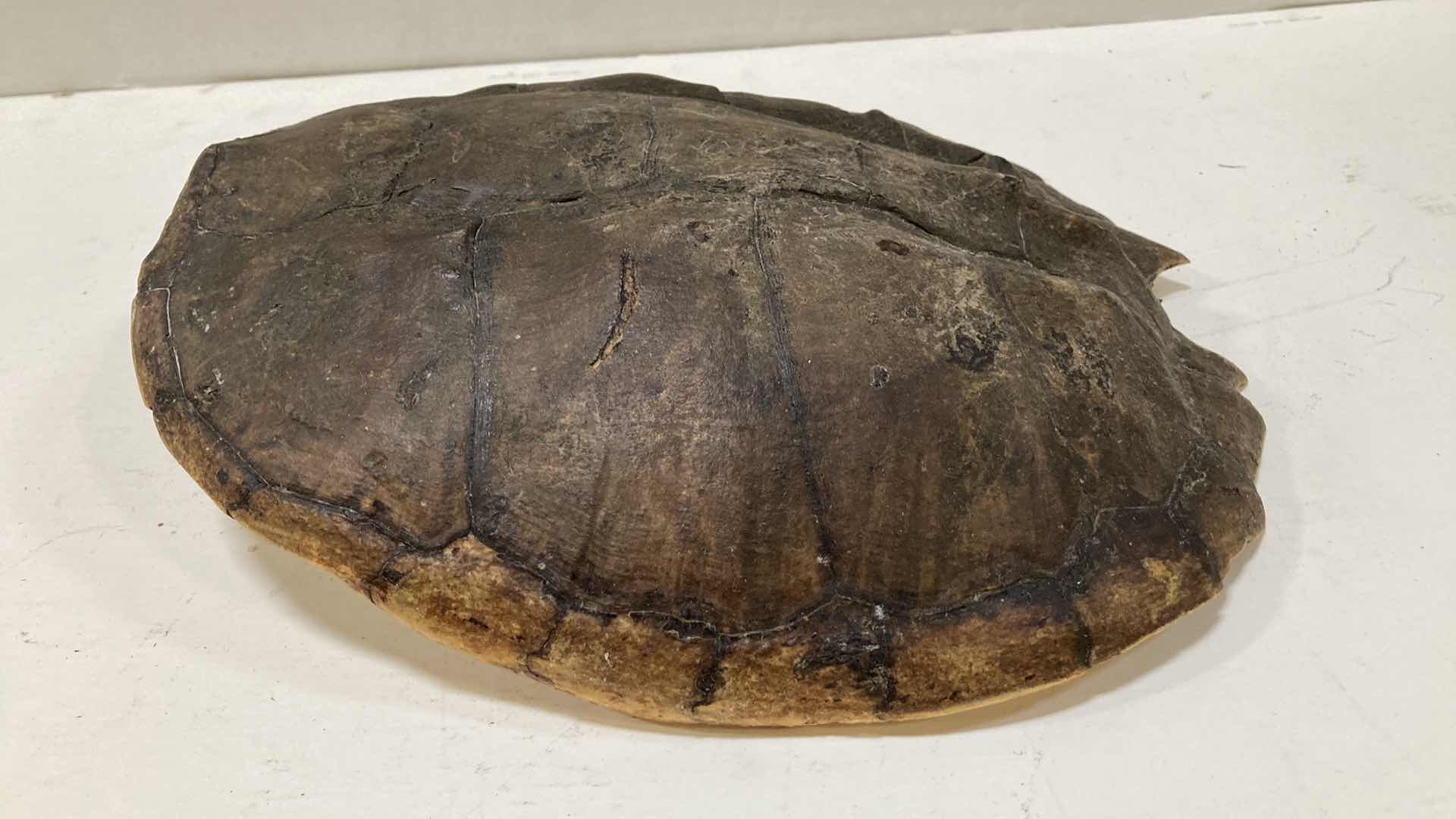 Photo 1 of ASIAN LEAF TURTLE SHELL 11” X 12” H 3”