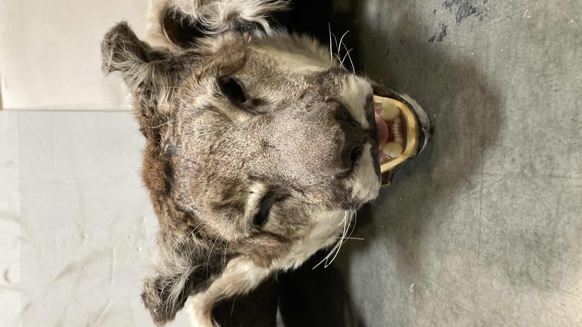 Photo 1 of COUGAR PELT FULL BODY 38” X 82” H 10”