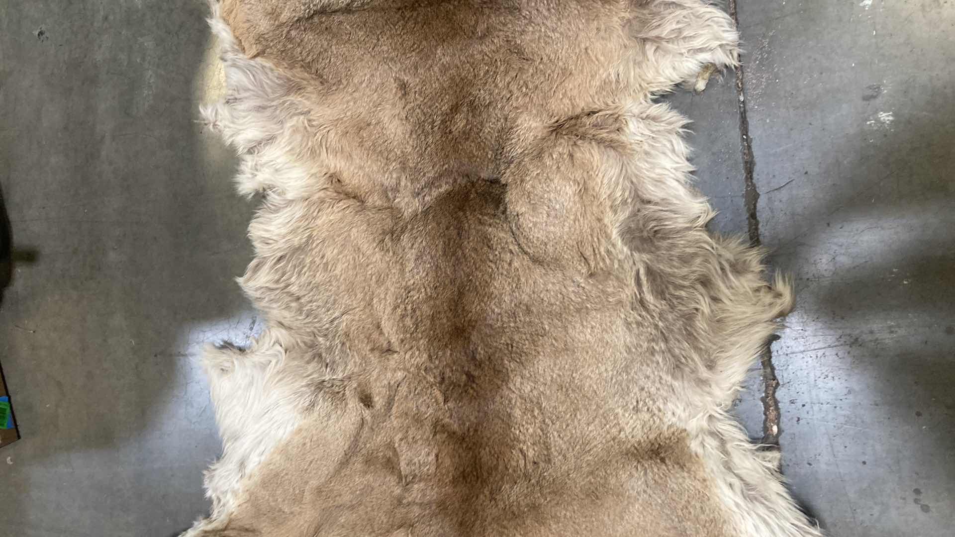 Photo 1 of COUGAR PELT FULL BODY 38” X 82” H 10”
