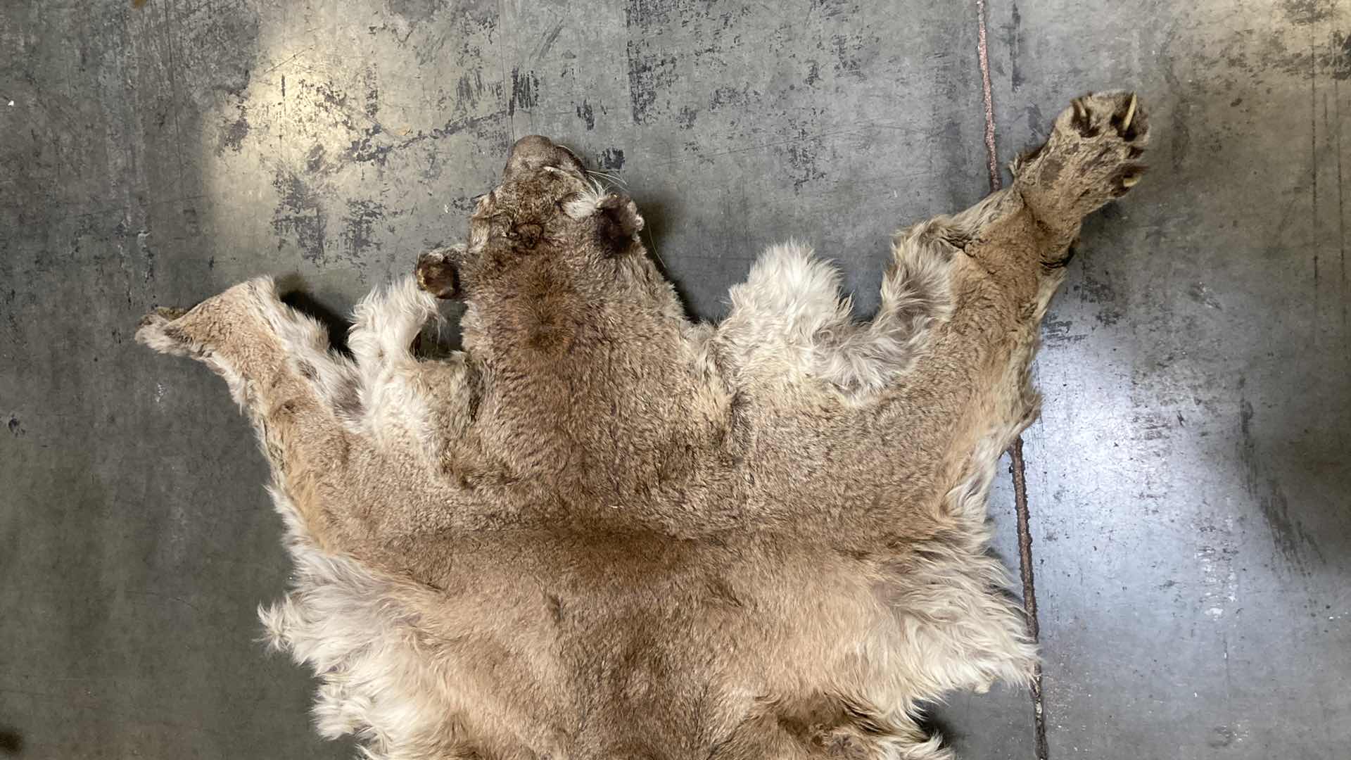 Photo 1 of COUGAR PELT FULL BODY 38” X 82” H 10”