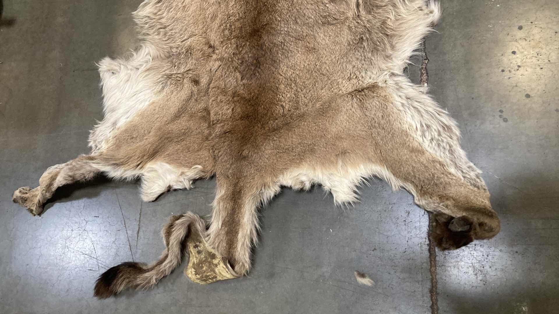 Photo 1 of COUGAR PELT FULL BODY 38” X 82” H 10”