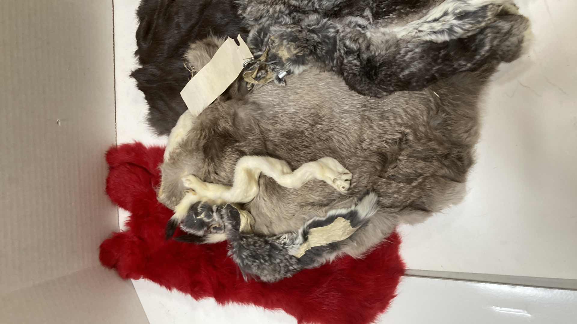 Photo 1 of CHINCHILLA PELTS VARIOUS COLORS & SIZES