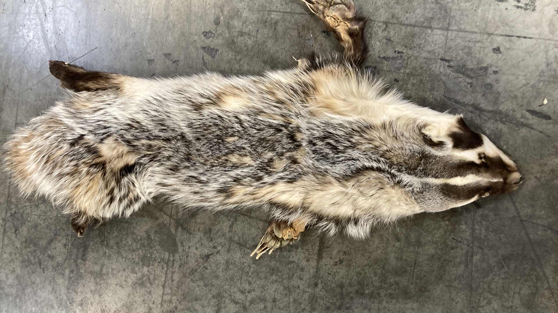 Photo 1 of BADGER PELTS (3) 32”