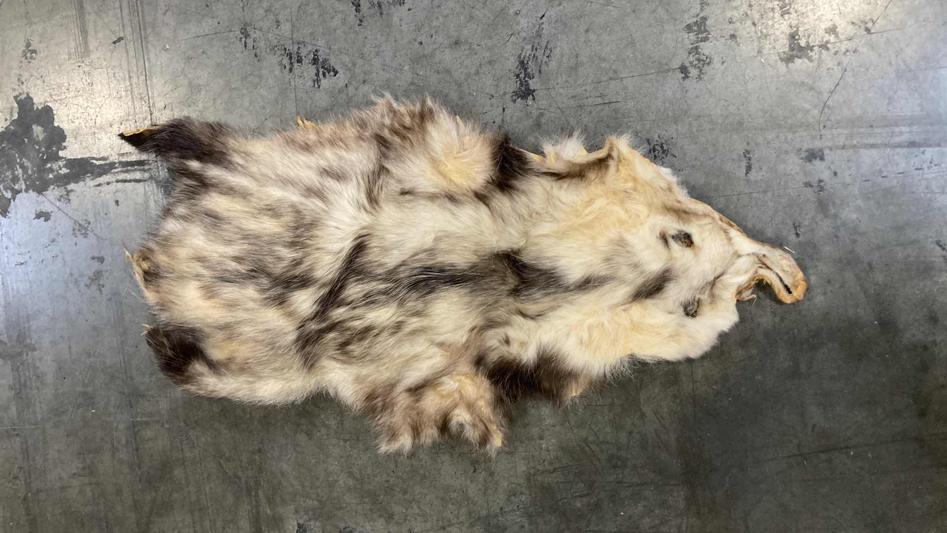 Photo 1 of BADGER PELTS (3) 32”