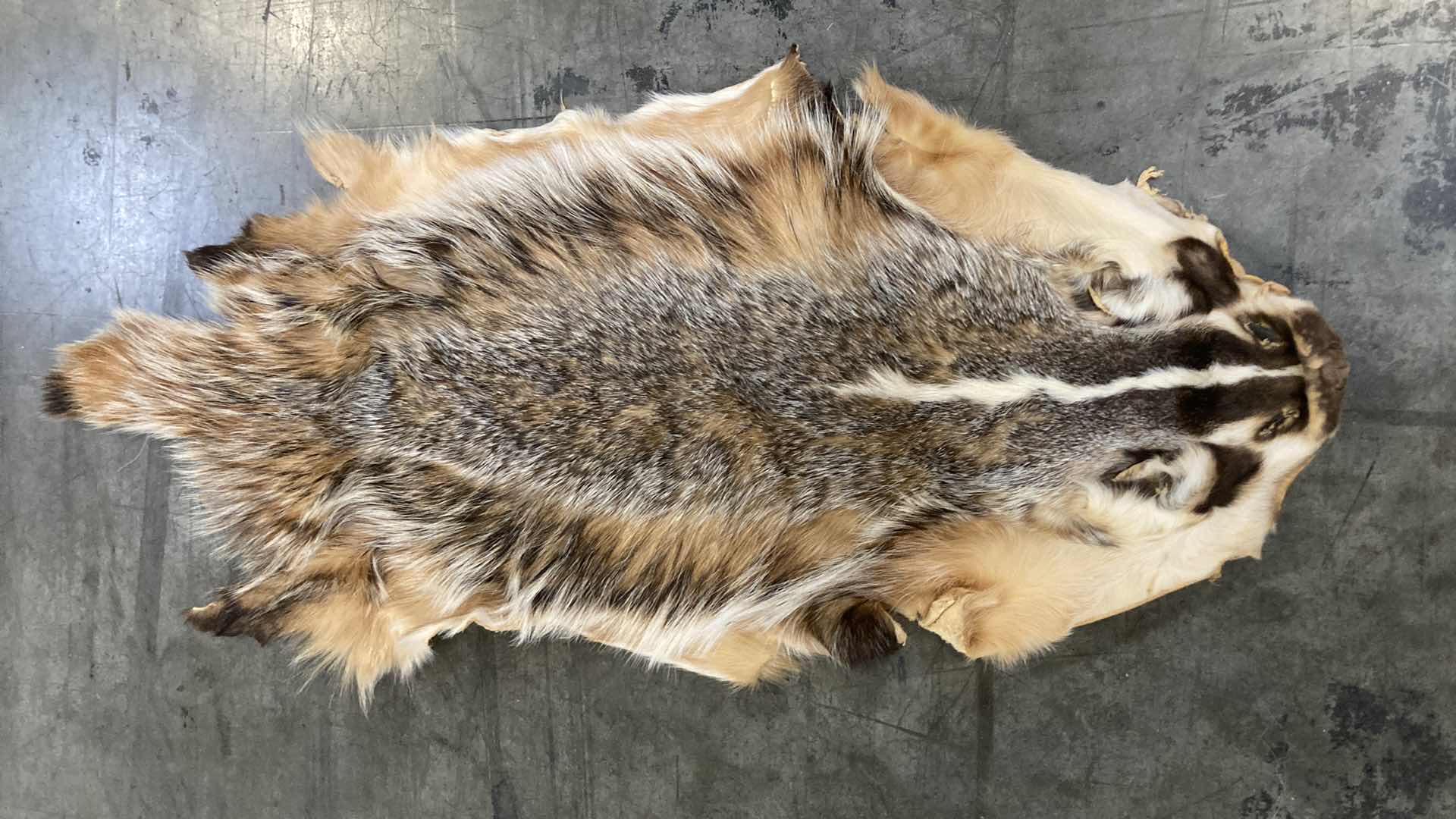 Photo 1 of BADGER PELTS (3) 32”