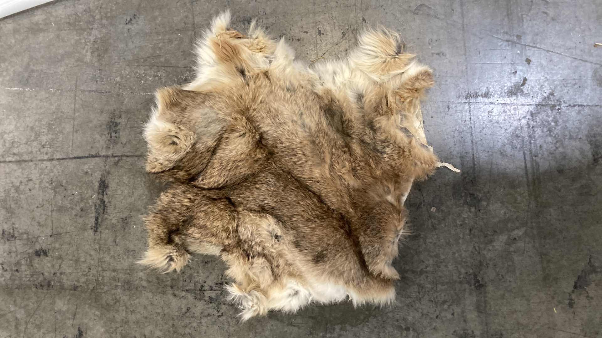 Photo 4 of COYOTE PELTS (3) 47”