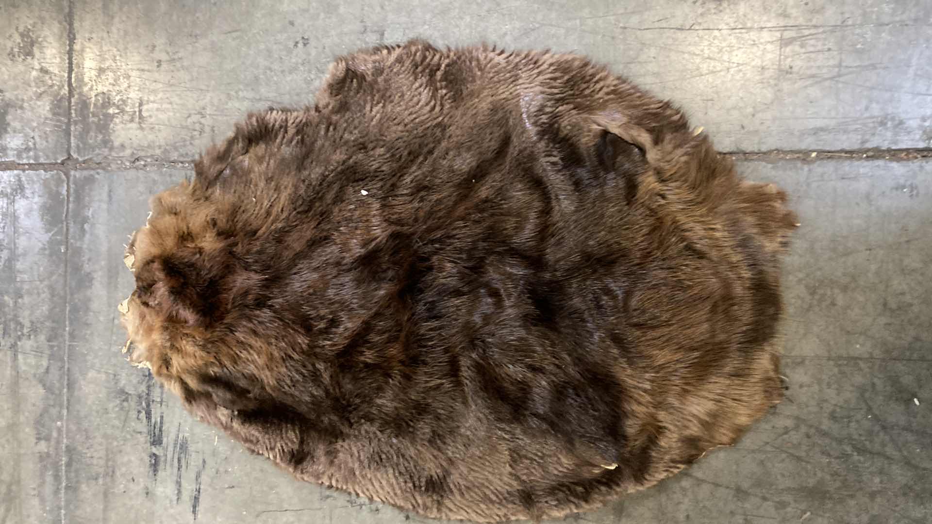 Photo 1 of BEAVER PELTS (3) 33”