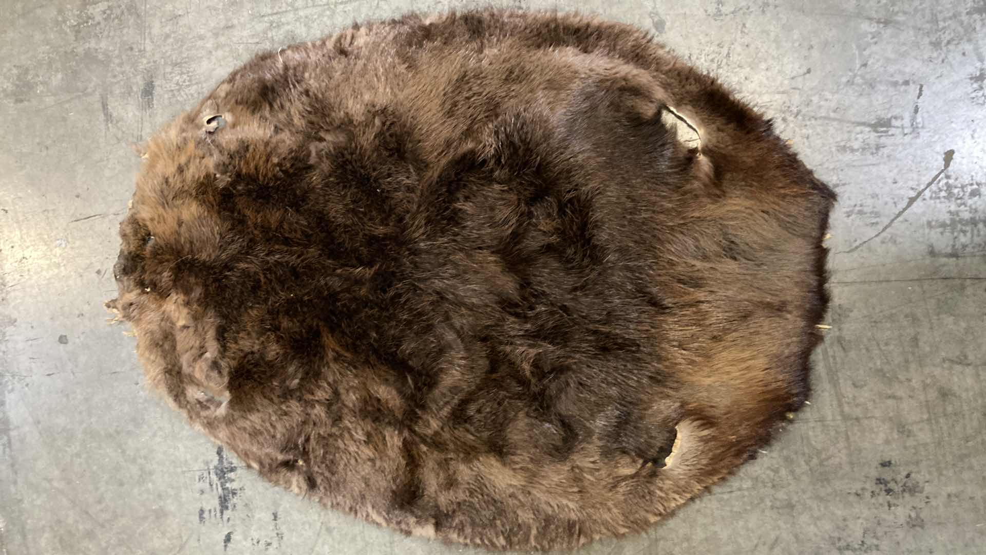 Photo 1 of BEAVER PELTS (3) 33”