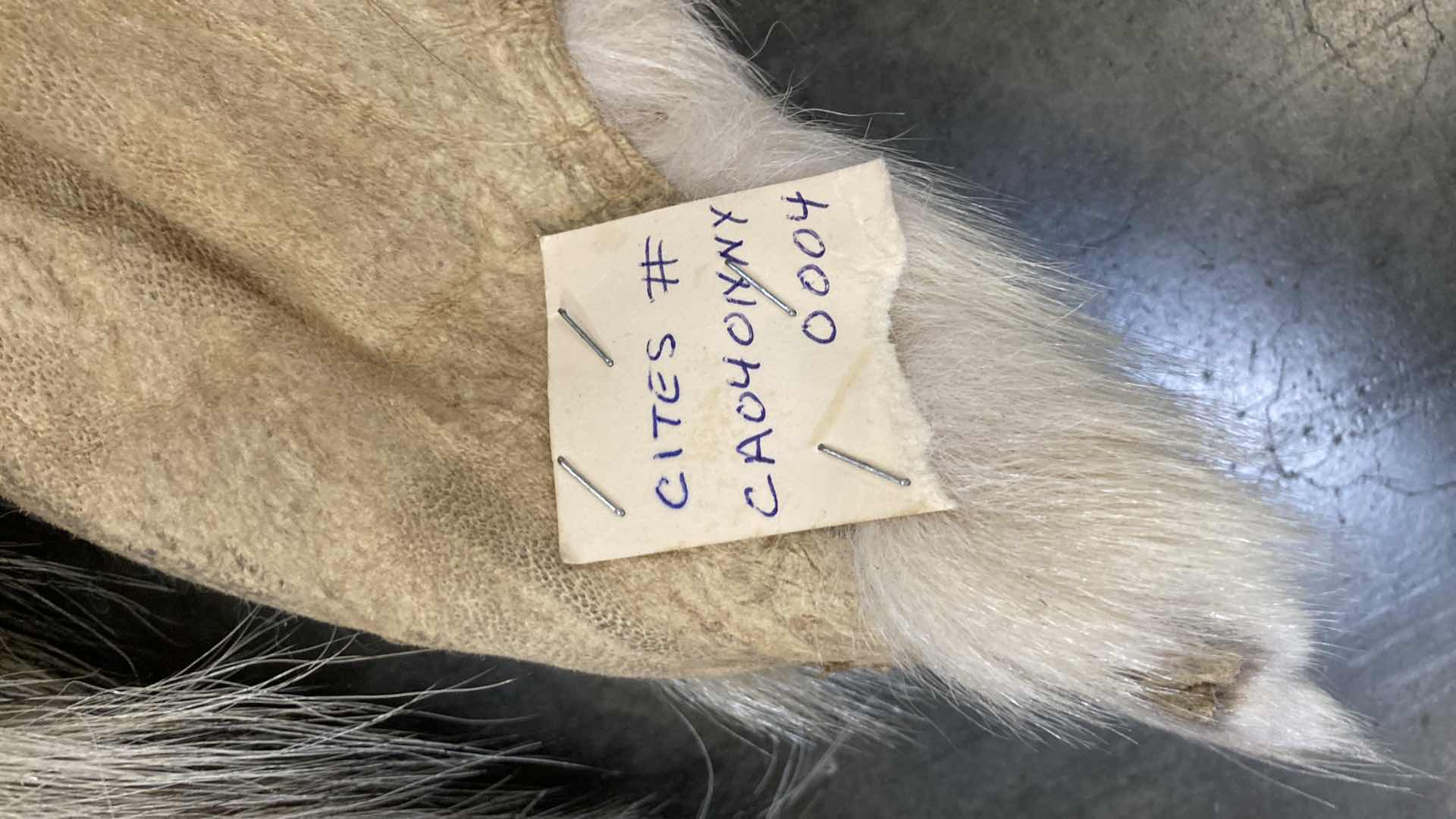 Photo 1 of WOLF PELT 70”