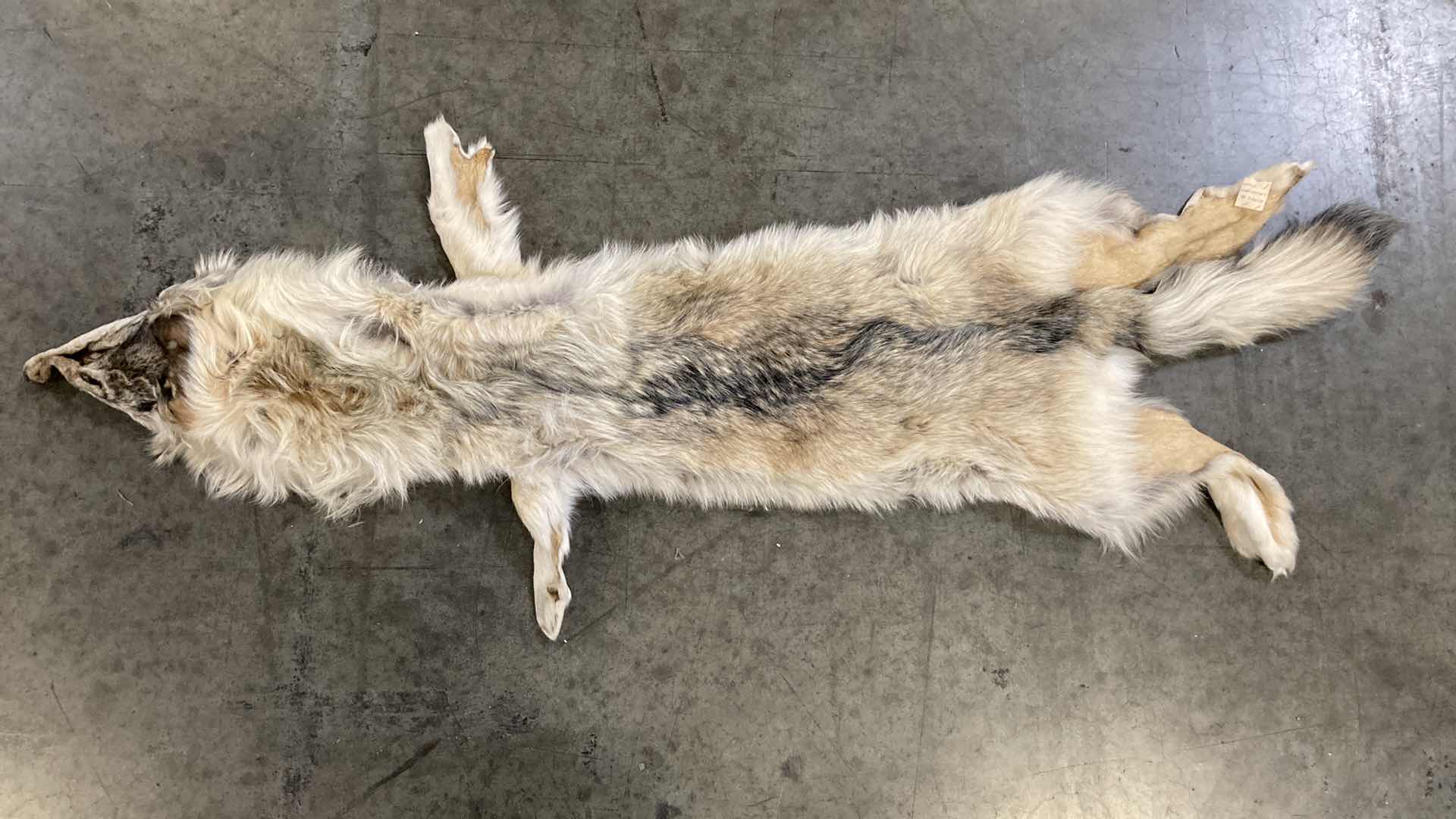 Photo 1 of WOLF PELT 70”