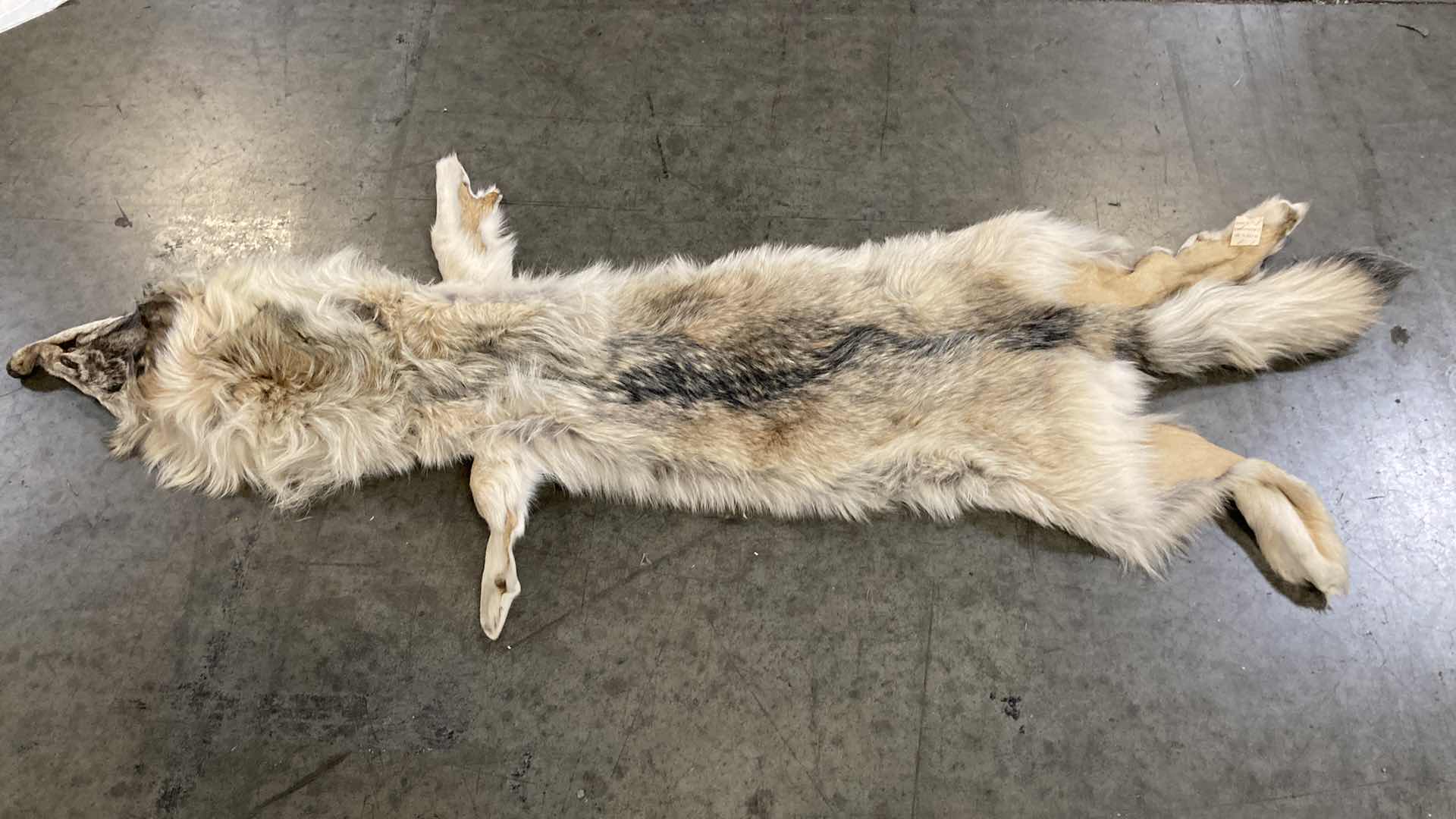 Photo 1 of WOLF PELT 70”