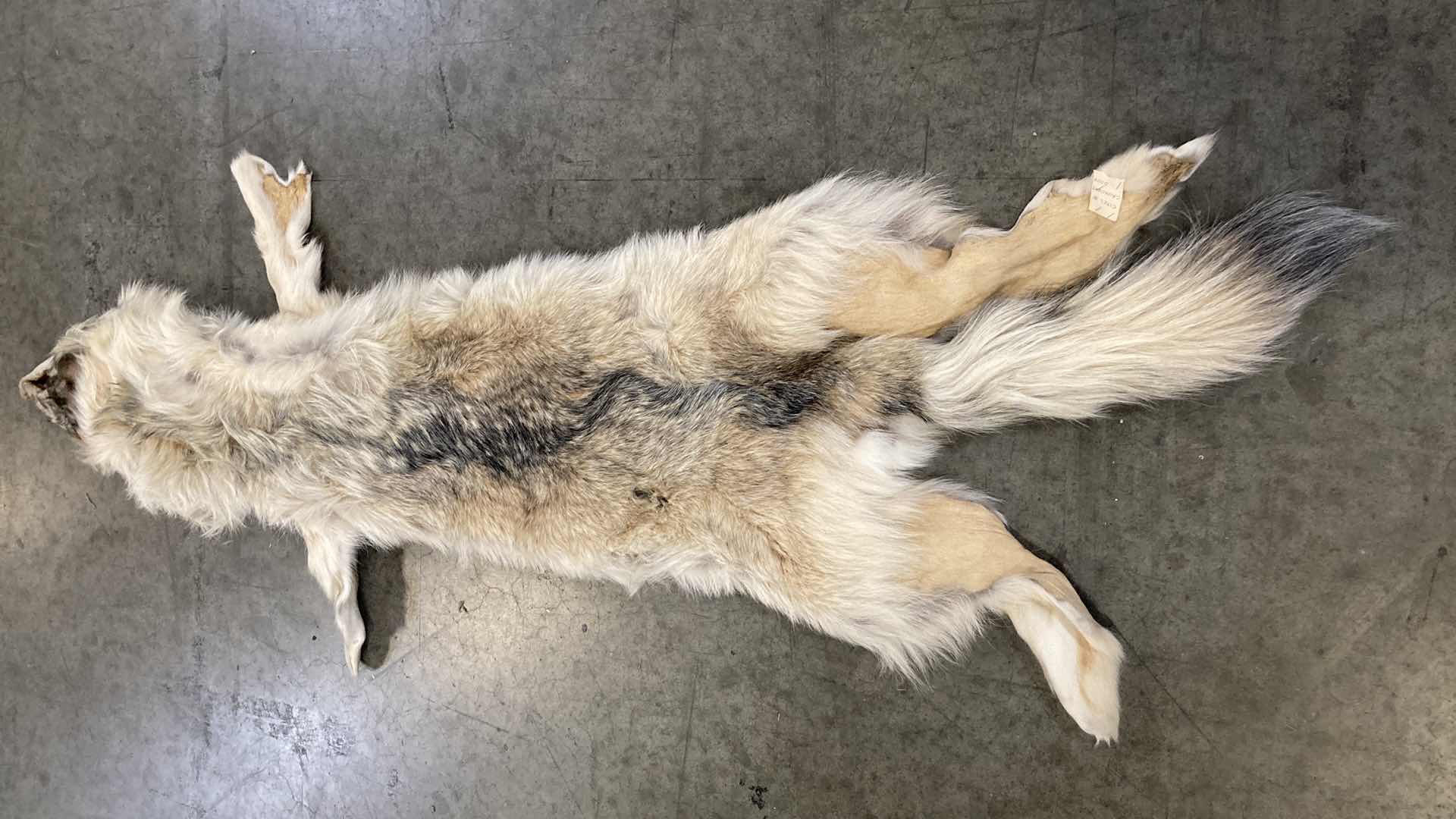 Photo 1 of WOLF PELT 70”