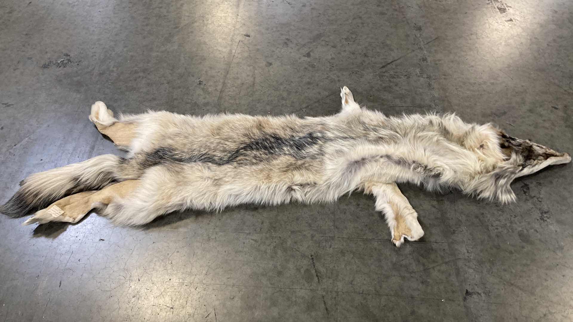 Photo 1 of WOLF PELT 70”
