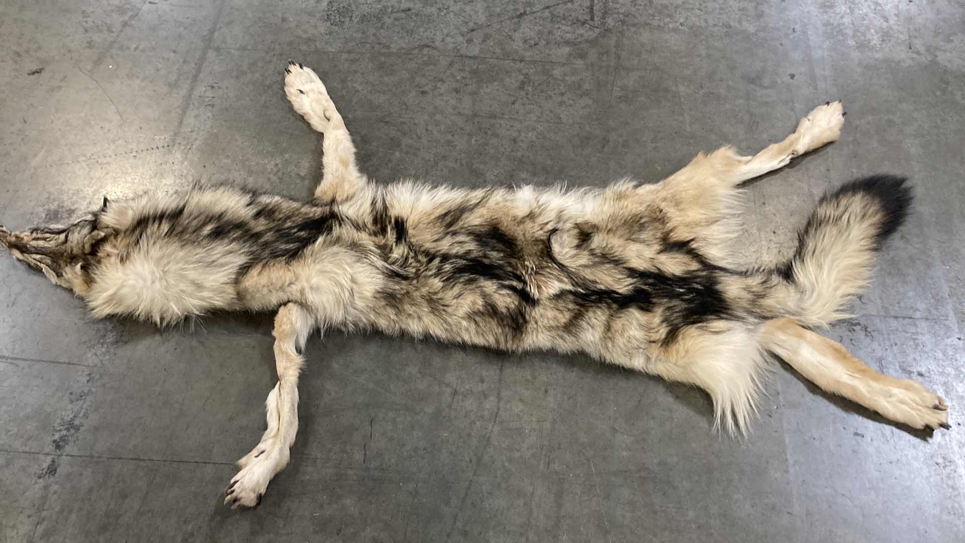 Photo 1 of ARTIC WOLF PELT 62”