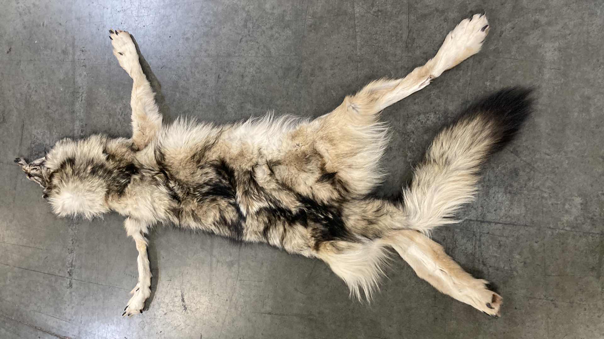 Photo 1 of ARTIC WOLF PELT 62”