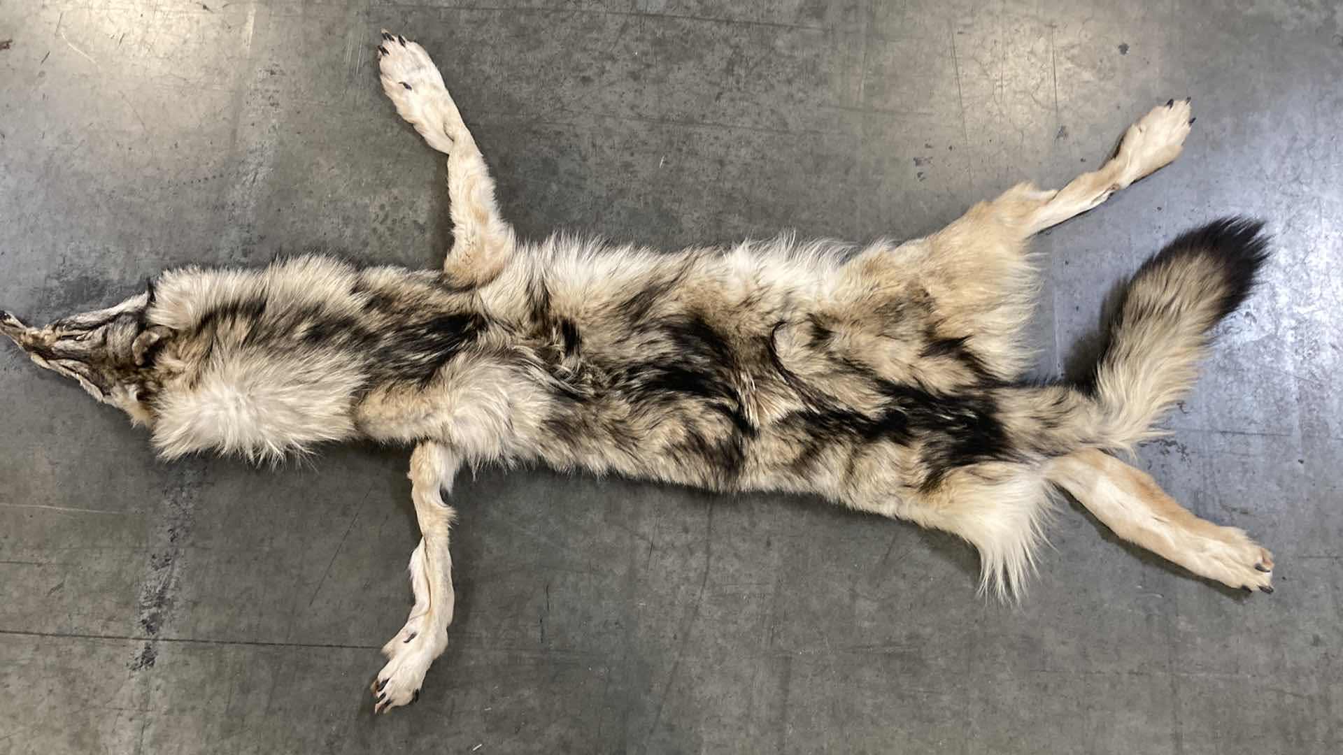 Photo 1 of ARTIC WOLF PELT 62”