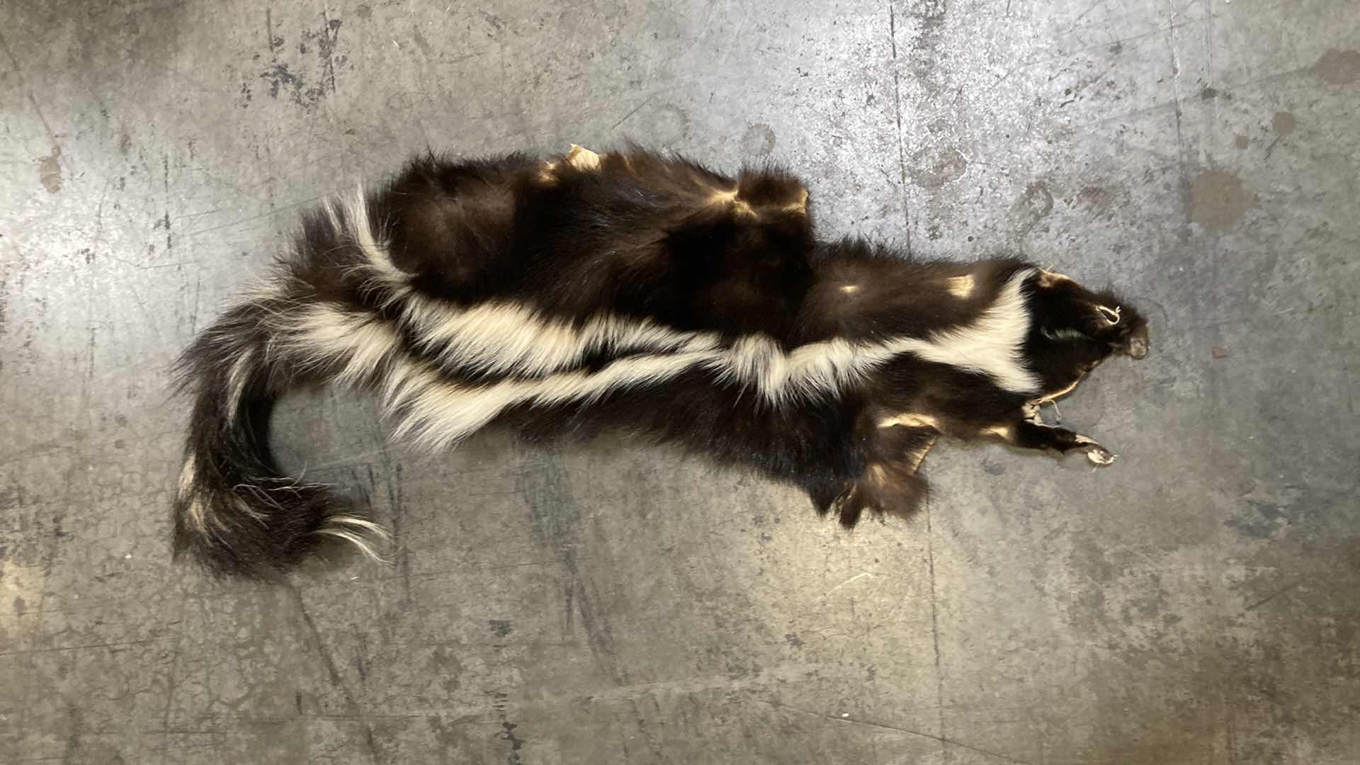 Photo 1 of RACCOON & SKUNK PELT 36”