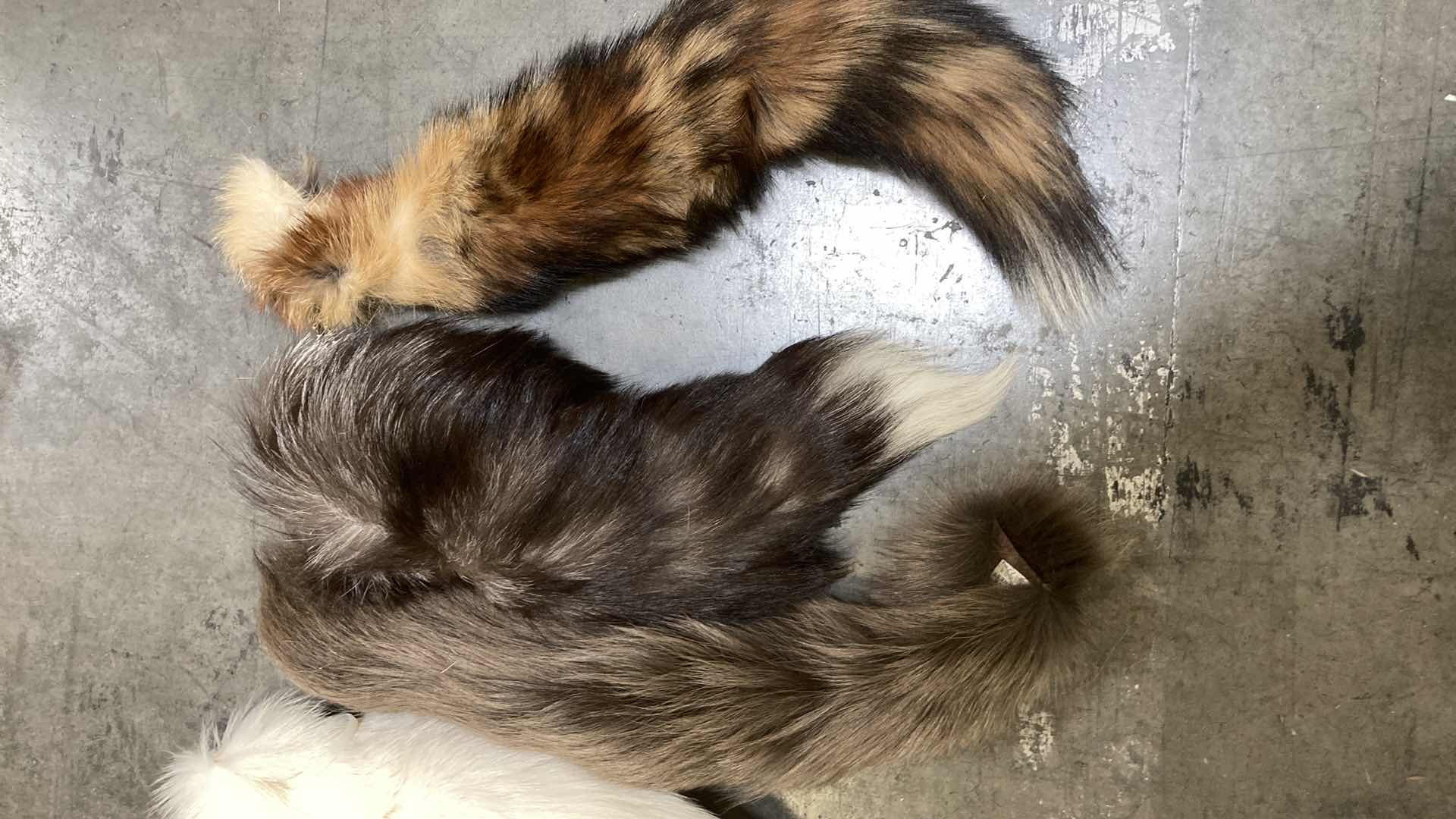 Photo 1 of FUR TAIL VARIOUS SPECIES (5) 16”