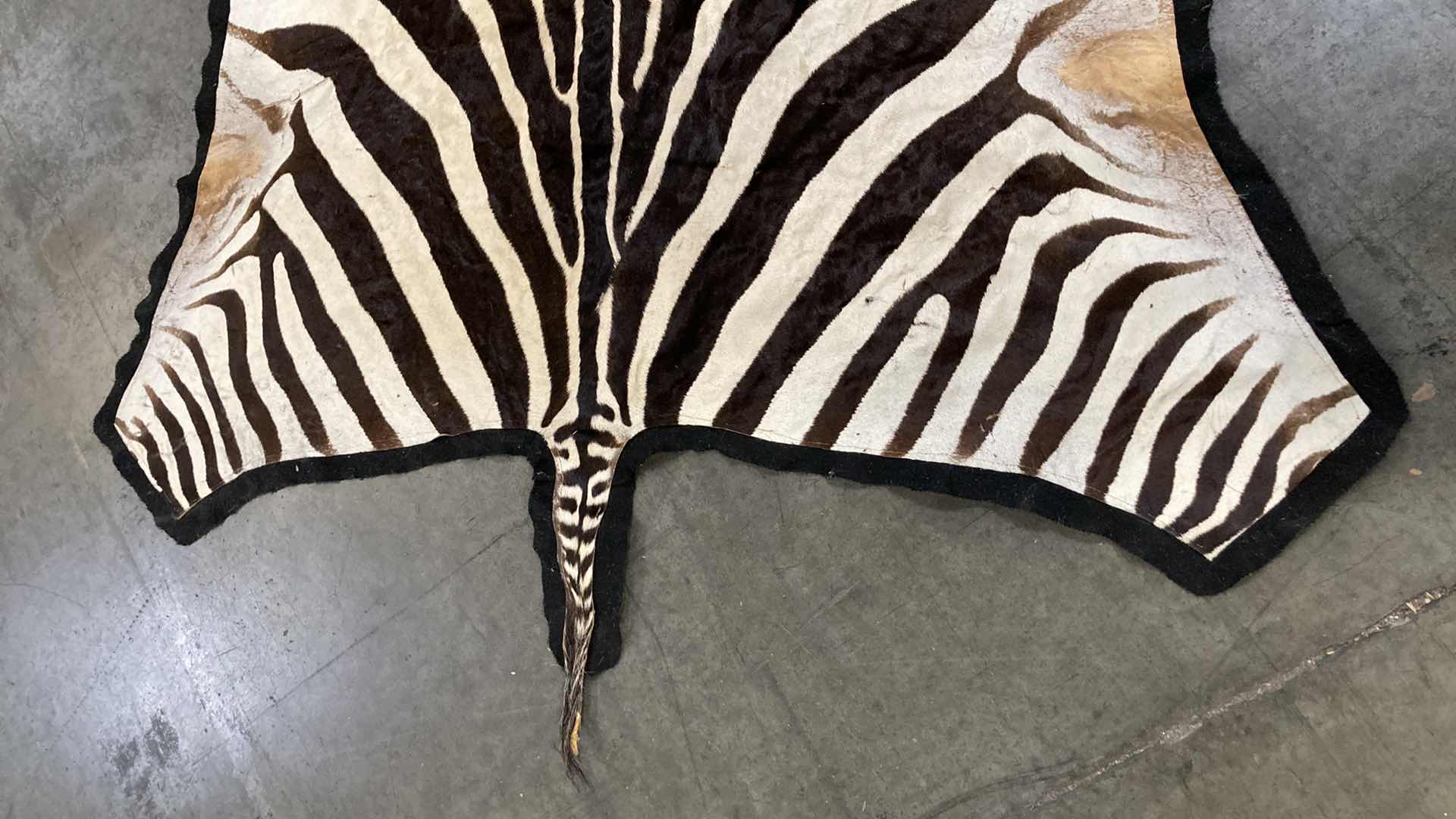 Photo 1 of ZEBRA PELT FULL BODY 110”
