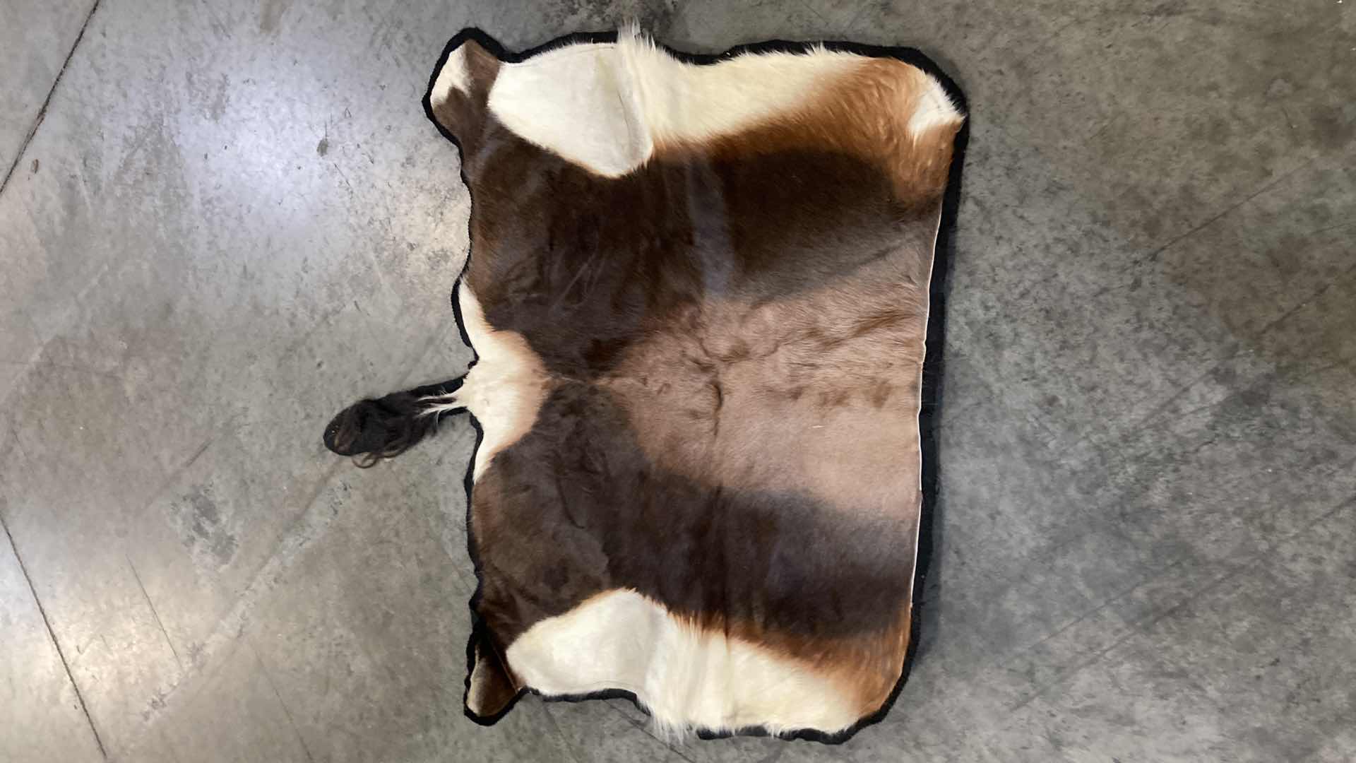 Photo 1 of COW PELT (3) 72”