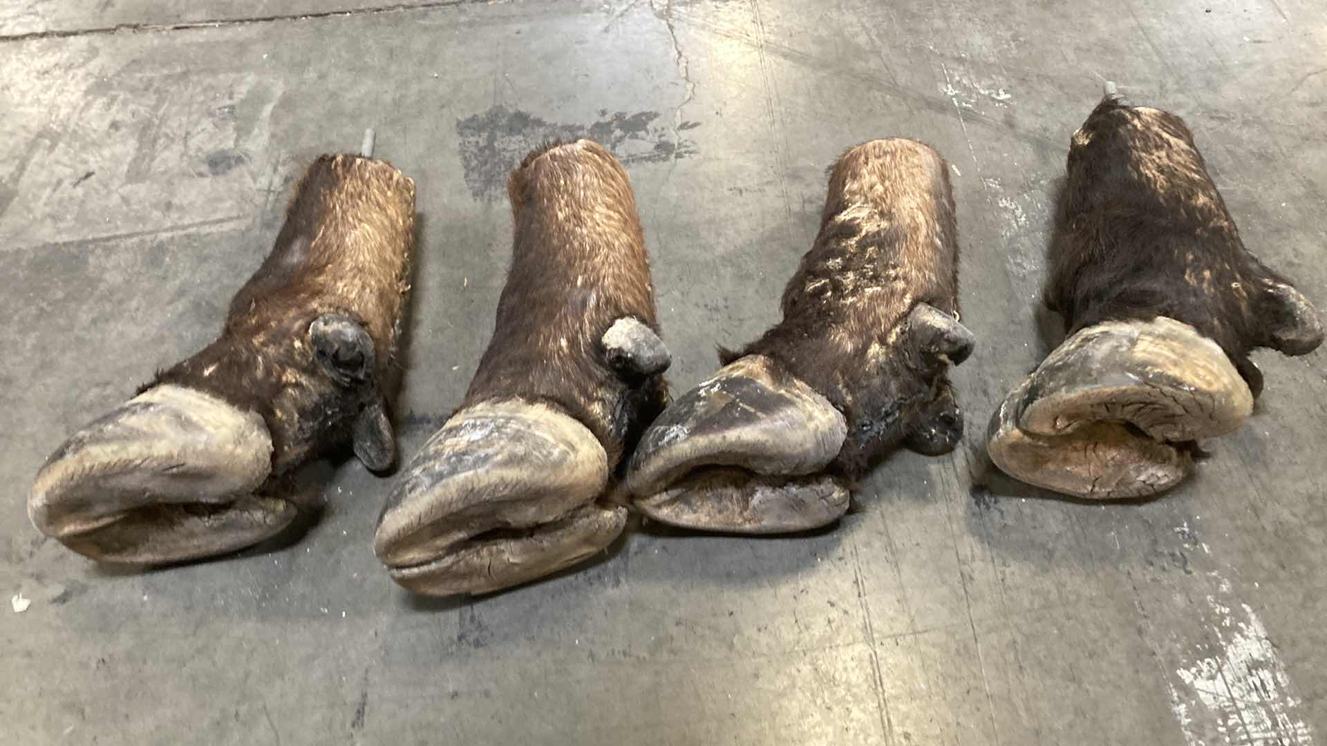 Photo 1 of COW HOOVES (4) 15”