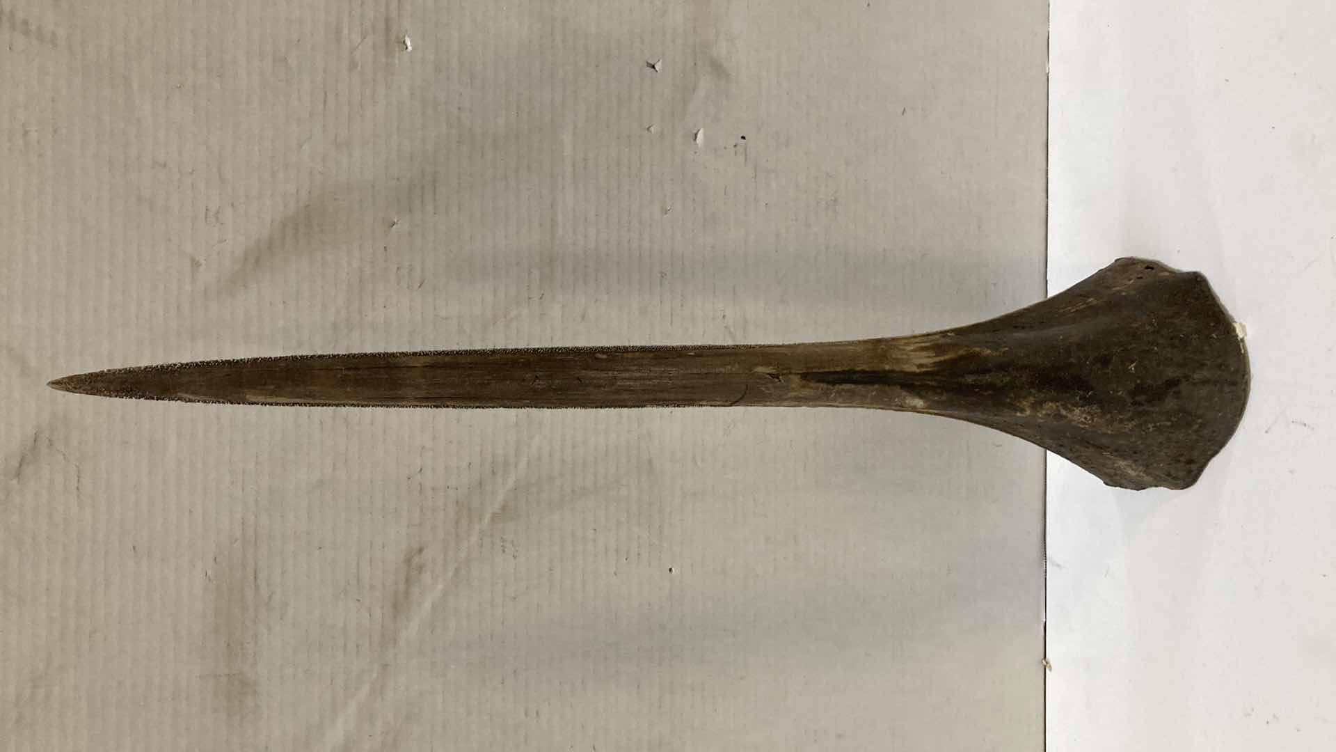 Photo 1 of SAIL FISH BILL H 27”